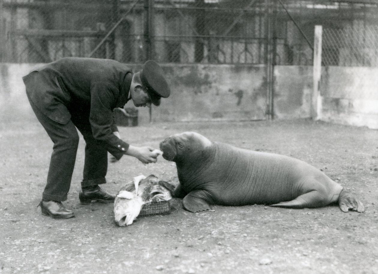 Wärter Arthur Chandler füttert einen jungen Walross mit Fisch, Londoner Zoo, 1924 von Frederick William Bond