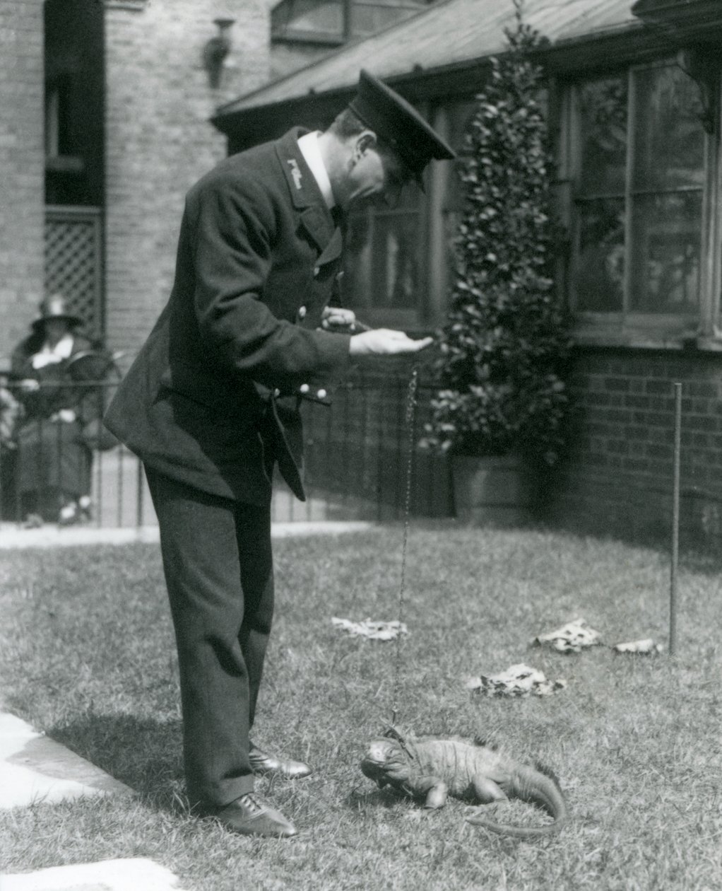Wärter Collins auf einem Rasen im Londoner Zoo mit einer Wolkenfels-Iguana an der Leine, Londoner Zoo, 1924 von Frederick William Bond