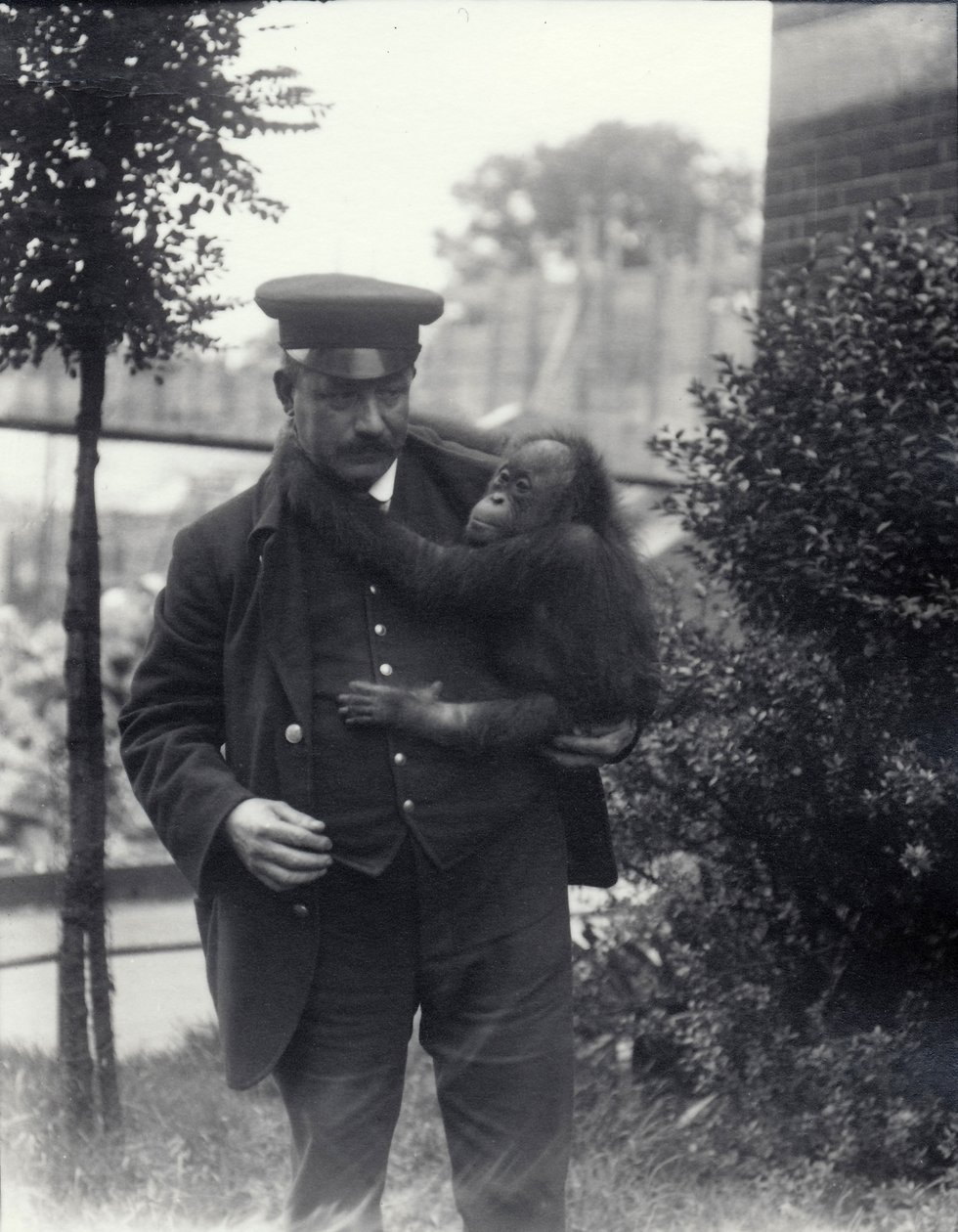 Wärter Z. Rodwell hält einen jungen Orang-Utan im Londoner Zoo, Oktober 1913 von Frederick William Bond