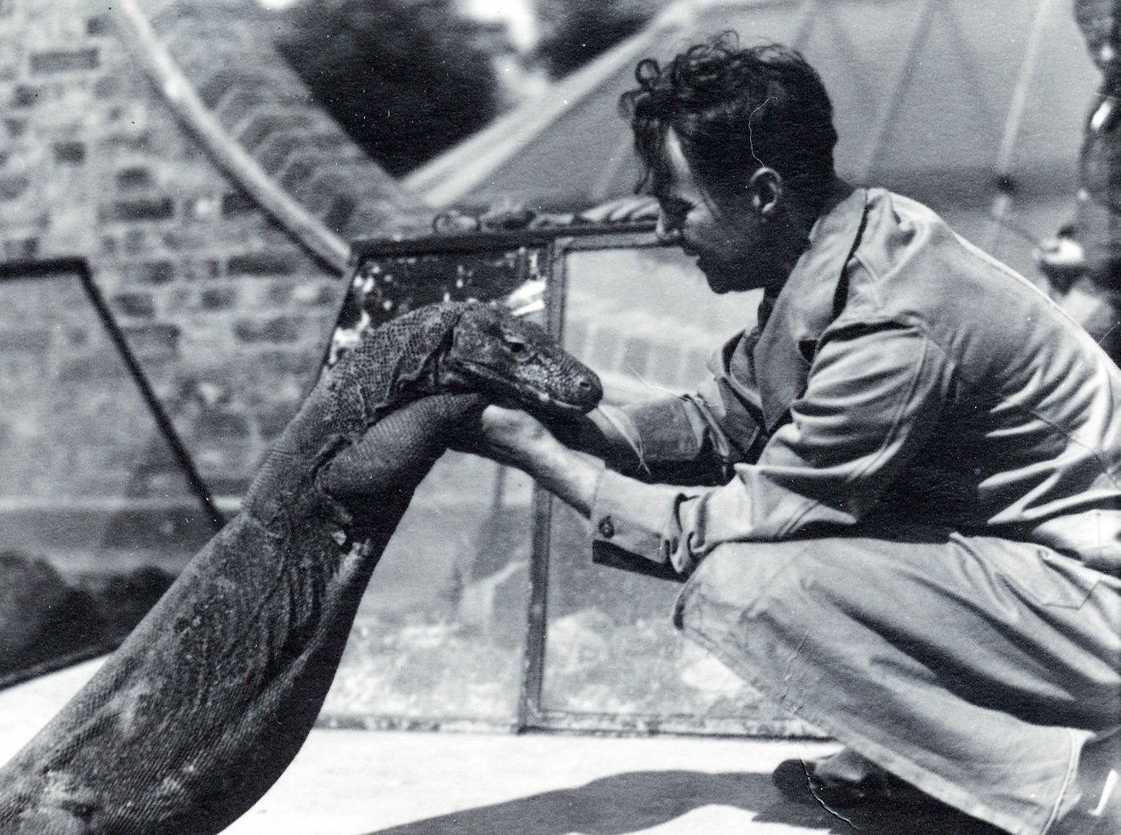 Komodowaran Sumbawa mit Wärter H. Alec Budd, 1928 von Frederick William Bond