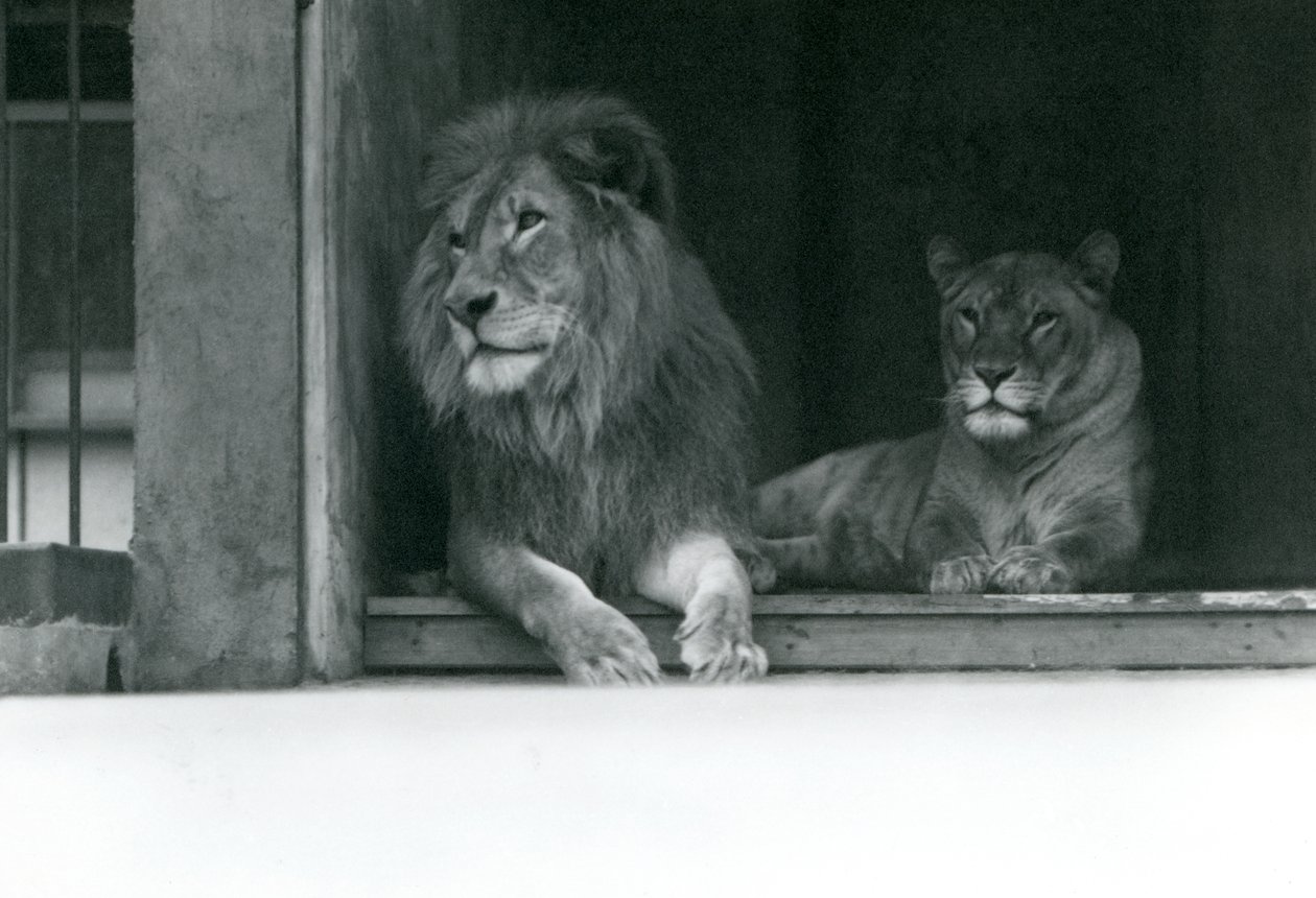 Löwe und Löwin Kuja und Caroline im ZSL Londoner Zoo, Juli 1924 von Frederick William Bond