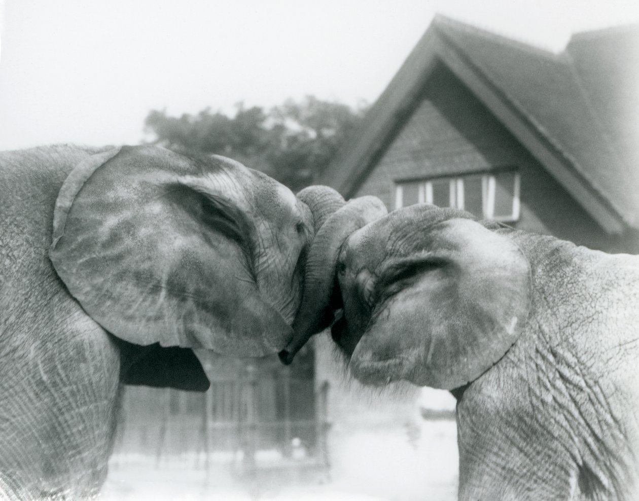 Männlicher Afrikanischer Elefant Kiberenge und weiblicher Afrikanischer Elefant Hango begrüßen sich, indem sie ihre Rüssel verknoten, Londoner Zoo im Oktober 1927. Kiberenge wurde dem Londoner Zoo von S.E. Sir Horace Byatt geschenkt von Frederick William Bond
