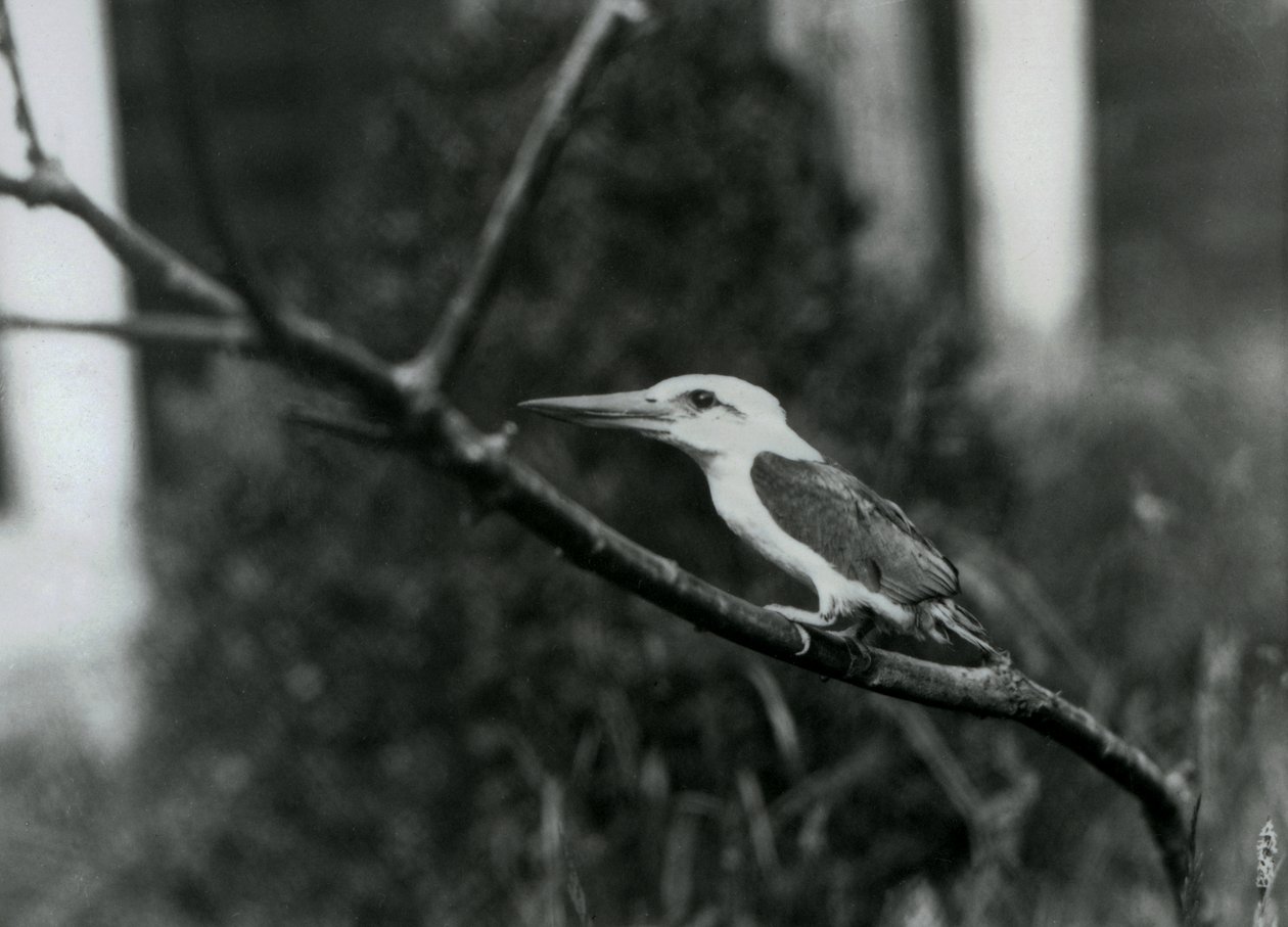 Storchschnabel-Eisvogel ruht auf einem Ast, diese Unterart stammt aus dem Sulu-Archipel auf den Philippinen, London Zoo von Frederick William Bond