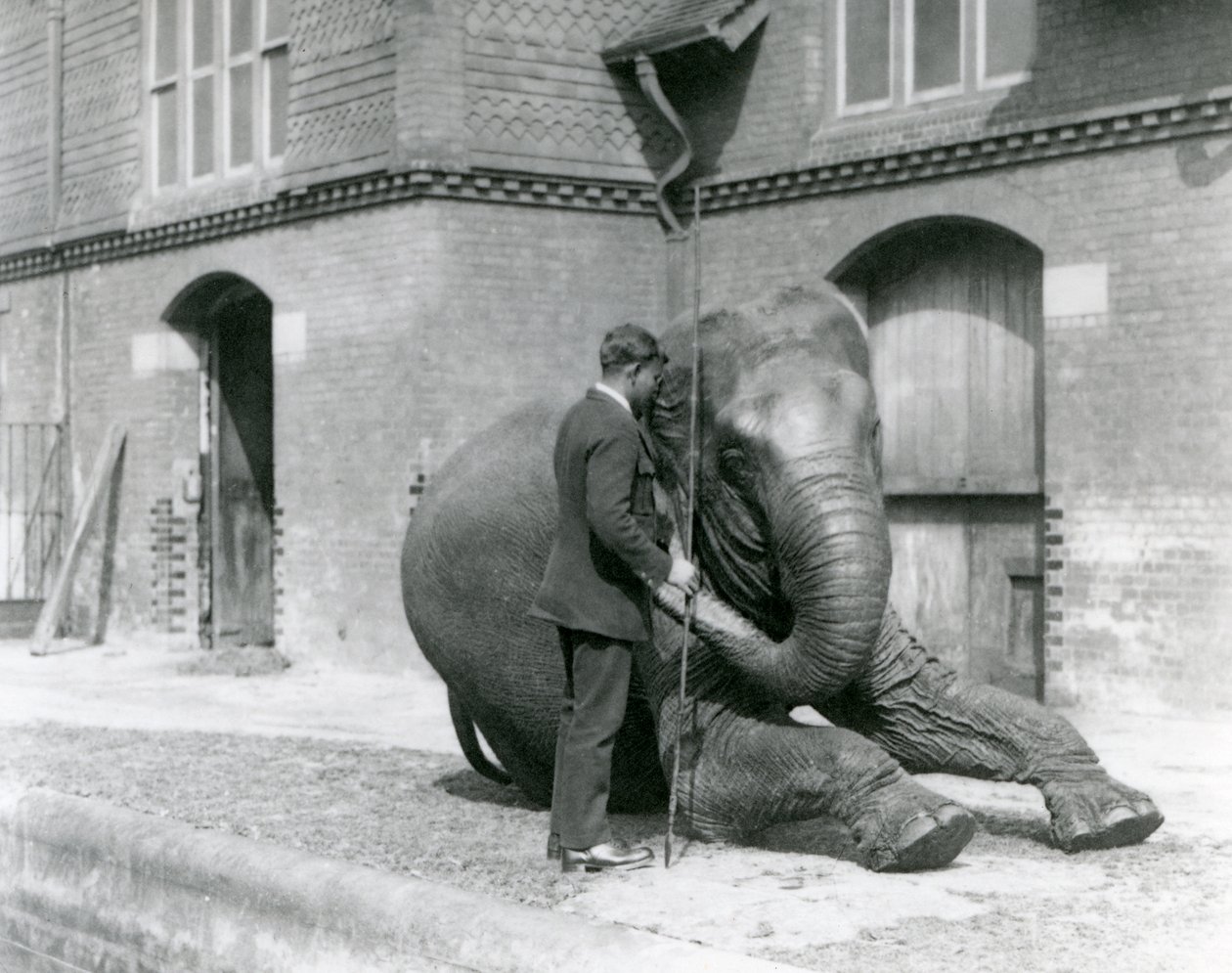 Syed Ali, der Indiarani vor dem Elefantenhaus trainiert, London Zoo, August 1923 von Frederick William Bond