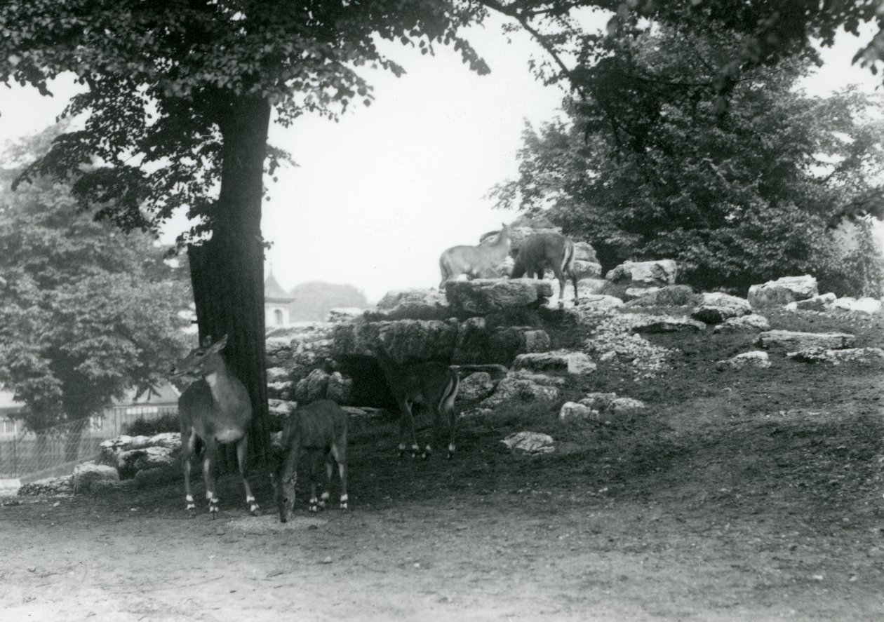 Das Eland-Antilopen-Gehege im Londoner Zoo im Jahr 1924 von Frederick William Bond