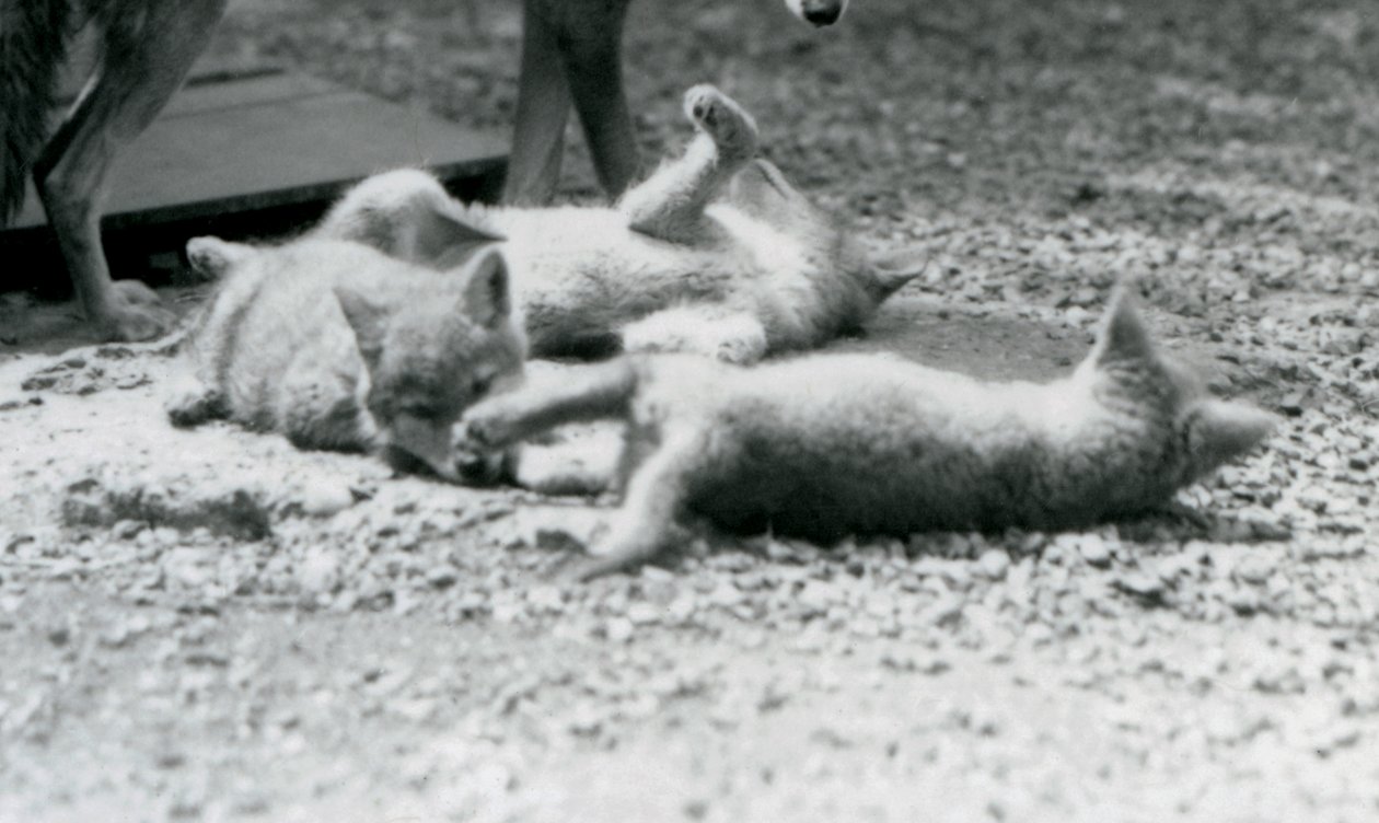 Drei Kojotenwelpen rollen auf dem Boden zu Füßen ihrer Mutter, London Zoo von Frederick William Bond