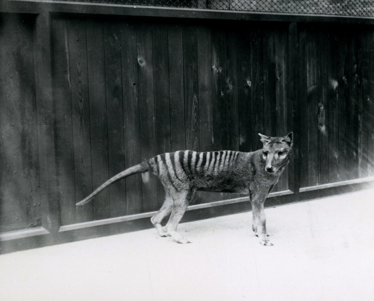Tasmanischer Wolf im Londoner Zoo, vor 1930 von Frederick William Bond