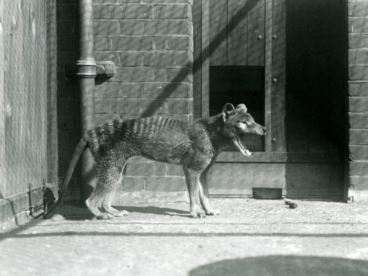 Ein Beutelwolf im Londoner Zoo, August 1926 (s/w Foto) von Frederick William Bond