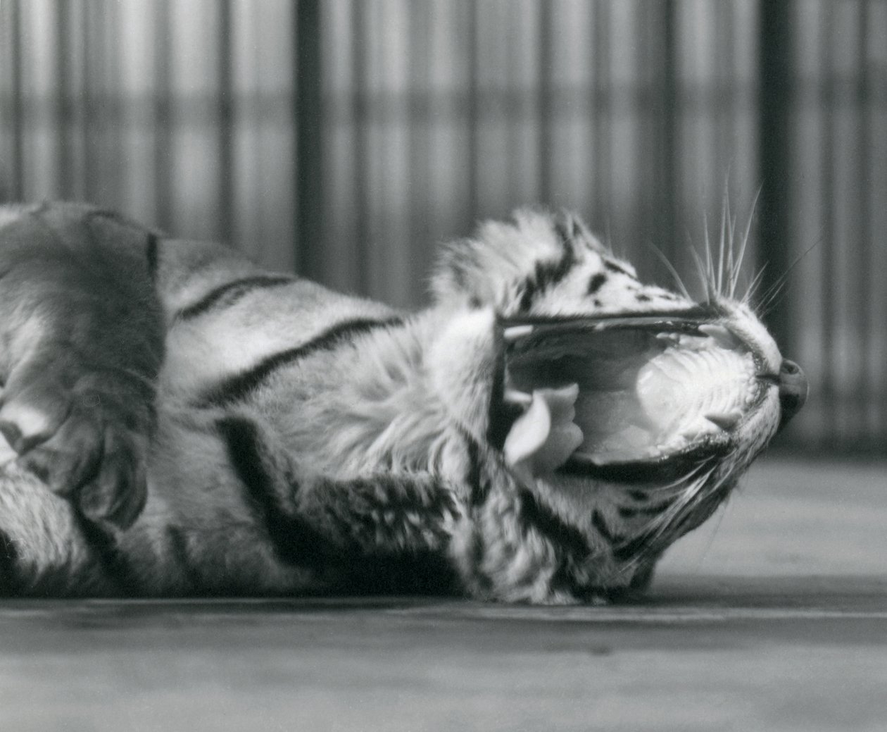 Tigerdame 