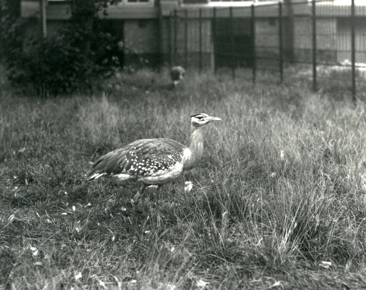 Zwei Arabische Trappen stehen in ihrem Gehege im Londoner Zoo, September 1927 von Frederick William Bond