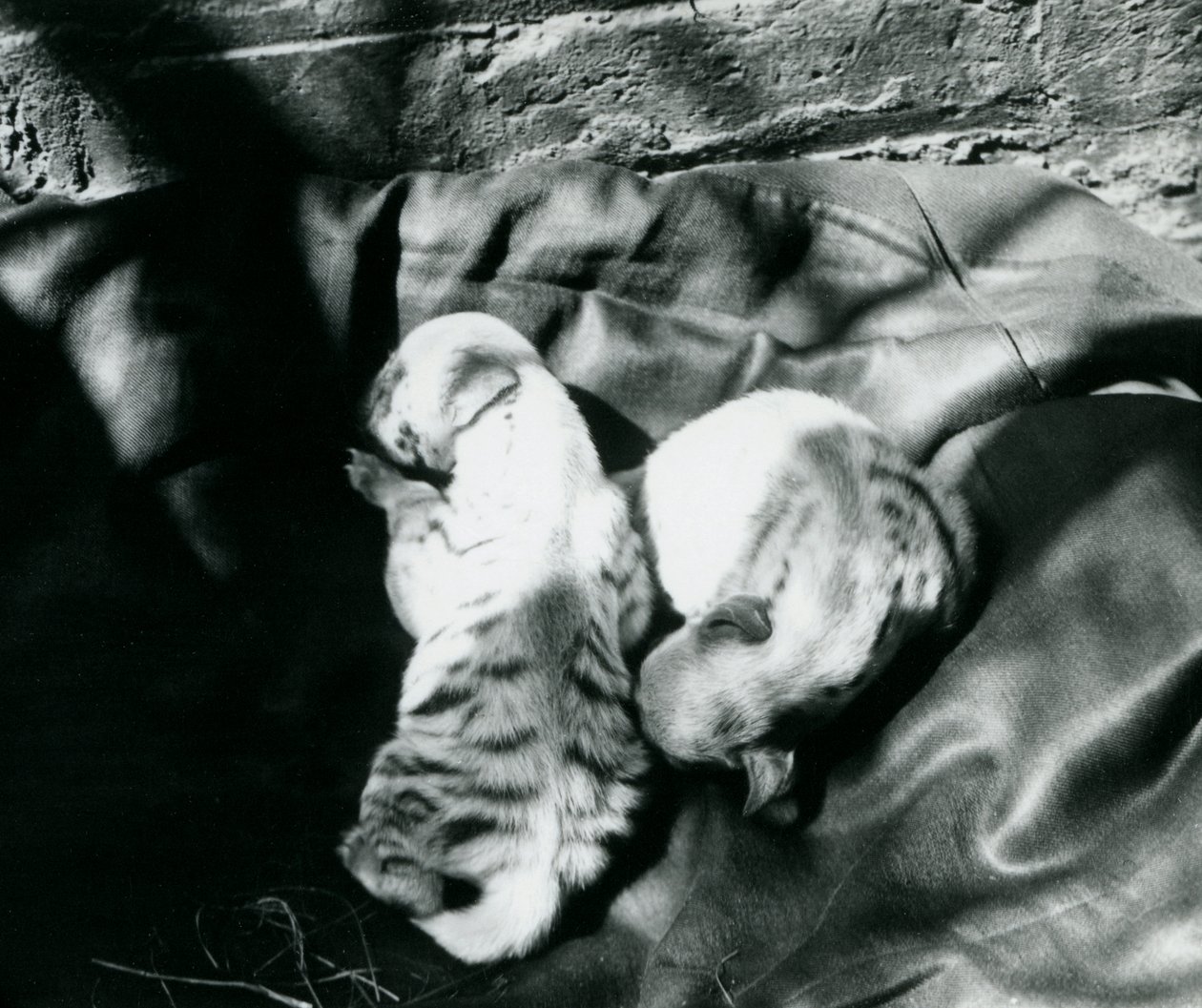 Zwei gestreifte Hyänenjunge im Londoner Zoo, ca. 1914 von Frederick William Bond