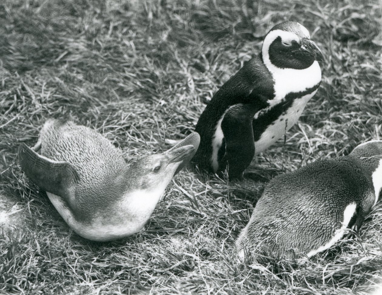Zwei junge und ein erwachsener Schwarzfußpinguin auf Gras im Londoner Zoo, April 1925 von Frederick William Bond