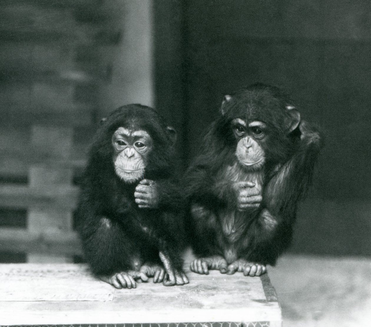 Zwei junge Schimpansen, die auf einer Holzkiste sitzen, Londoner Zoo von Frederick William Bond