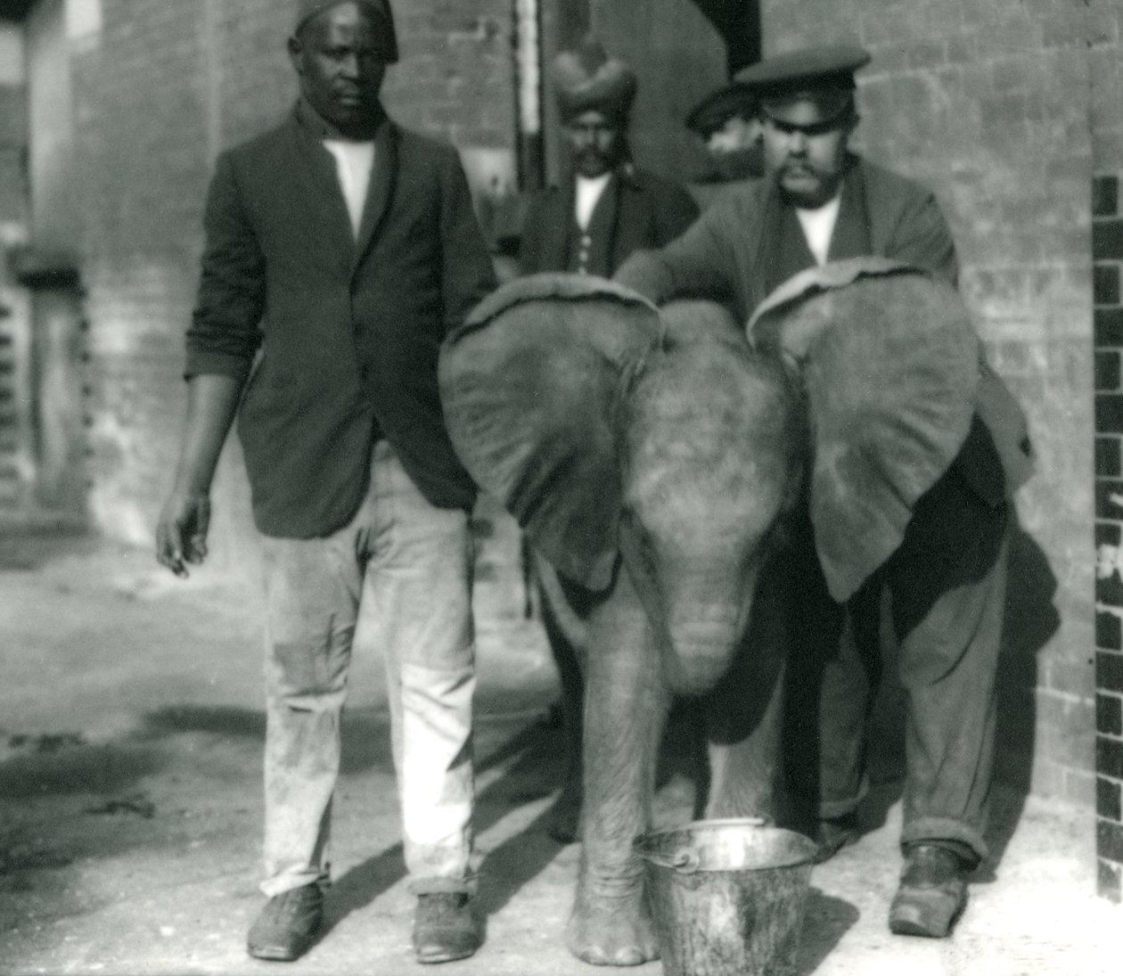 Junger Afrikanischer Elefant Kiberenge trinkt aus einem Eimer mit den Trainern Darish und Syed Ali und Pfleger H. Robertson, 1923 von Frederick William Bond