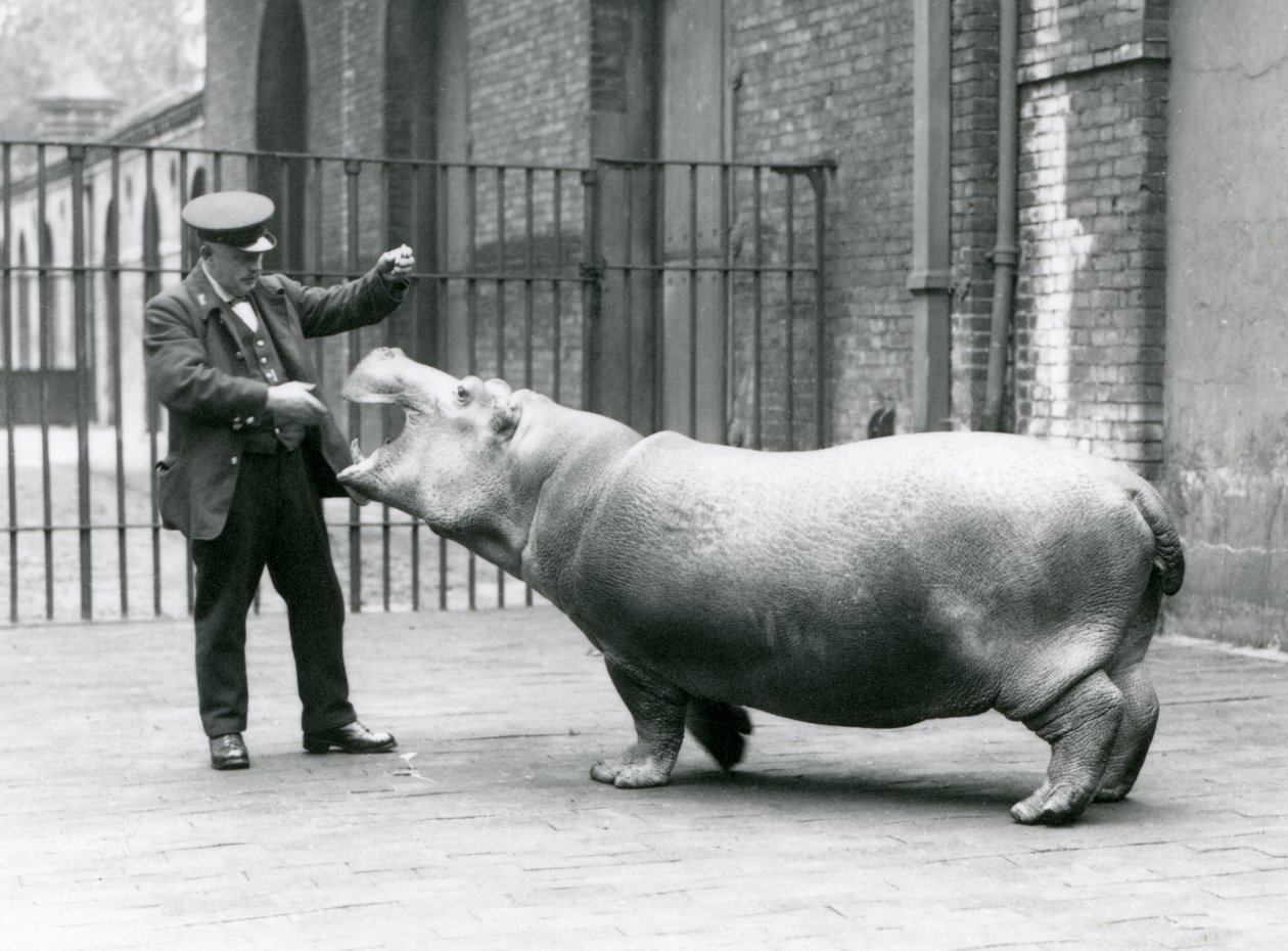 Junges Flusspferd Bobbie mit Wärter Ernie Bowman, London Zoo, Juli 1923 von Frederick William Bond