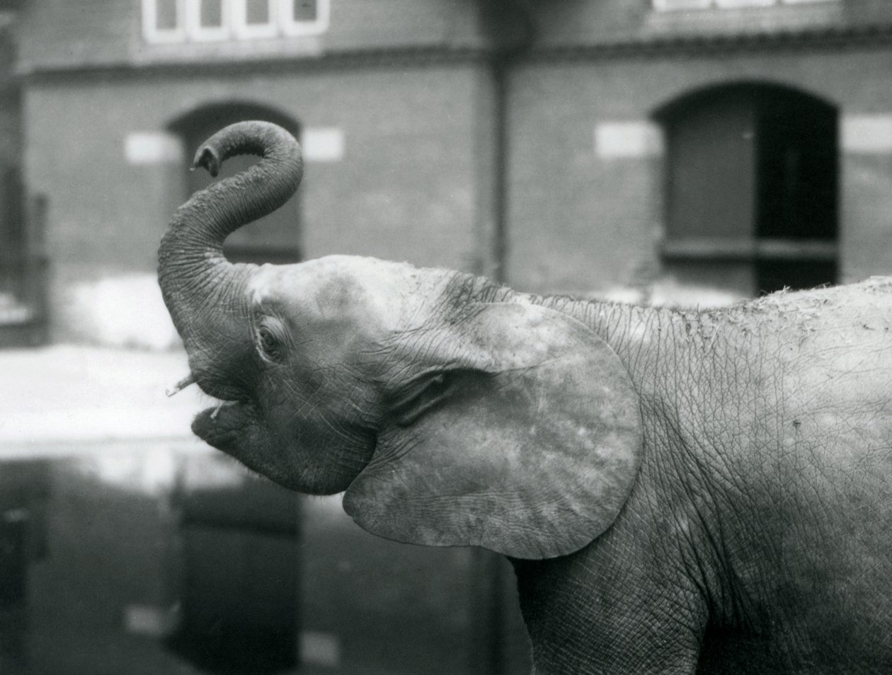 Junge afrikanische Zwergelefantin Oojah hebt ihren Rüssel im Londoner Zoo, August 1925 von Frederick William Bond