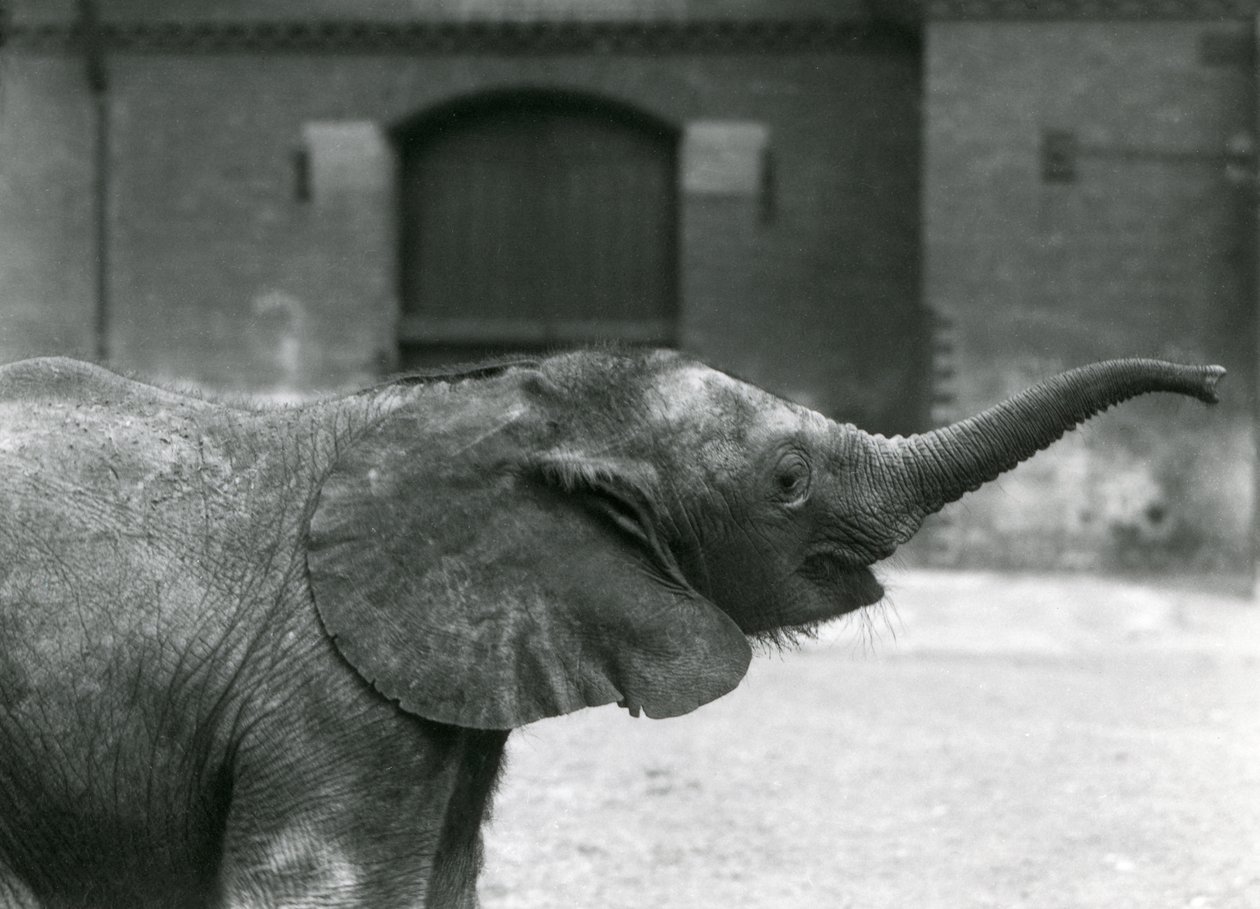 Junge weibliche afrikanische Zwerg-Elefantin Oojah hebt ihren Rüssel für eine Belohnung im Londoner Zoo, Juli 1925 von Frederick William Bond