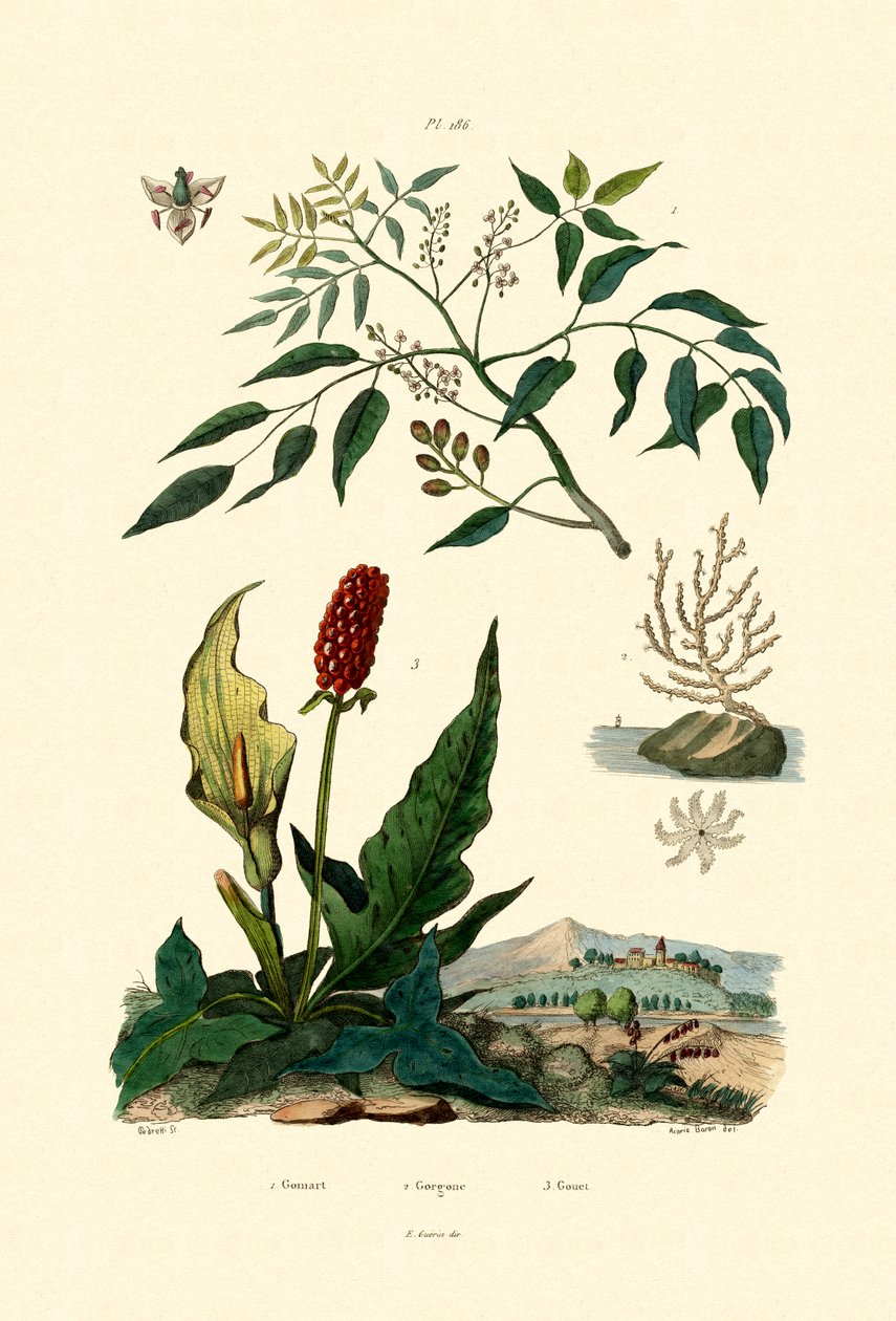 Gumbo-Limbo von French School