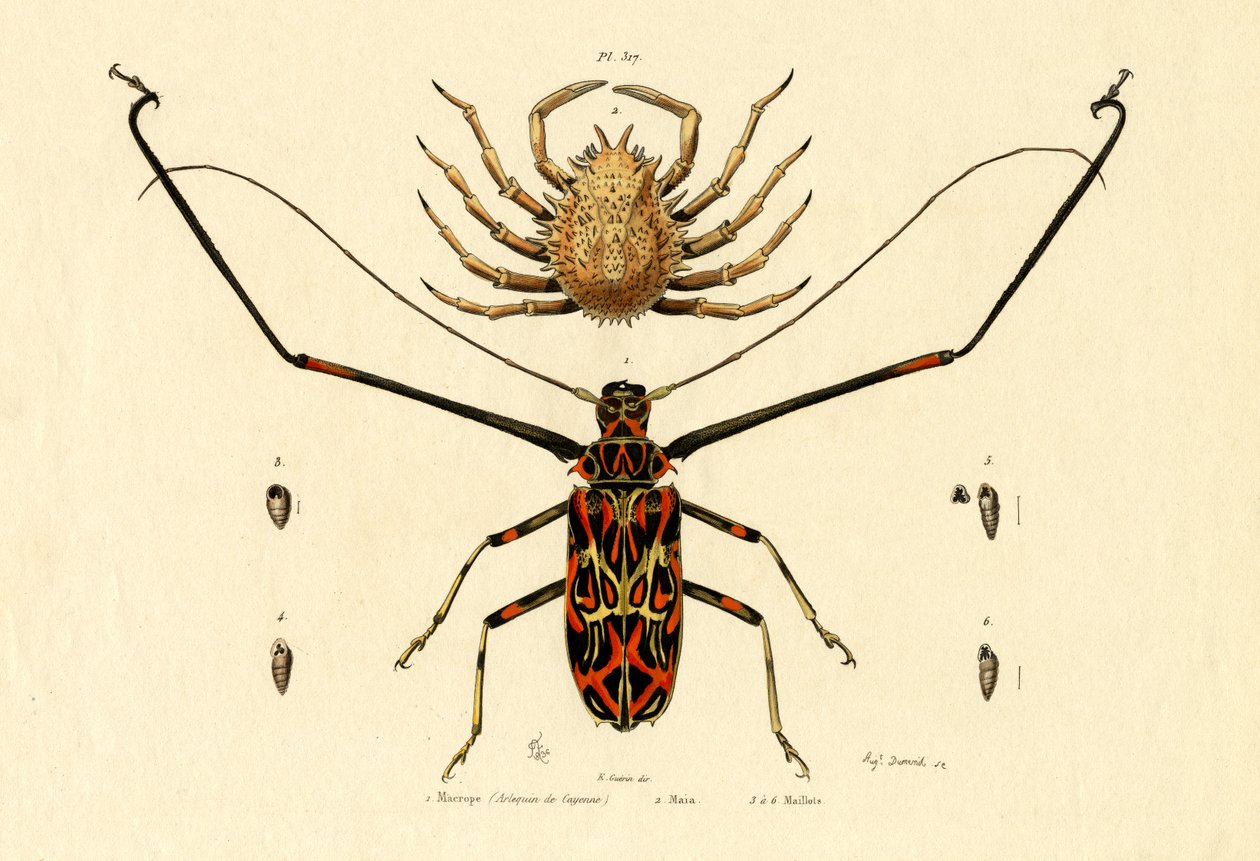 Harlekin-Käfer von French School