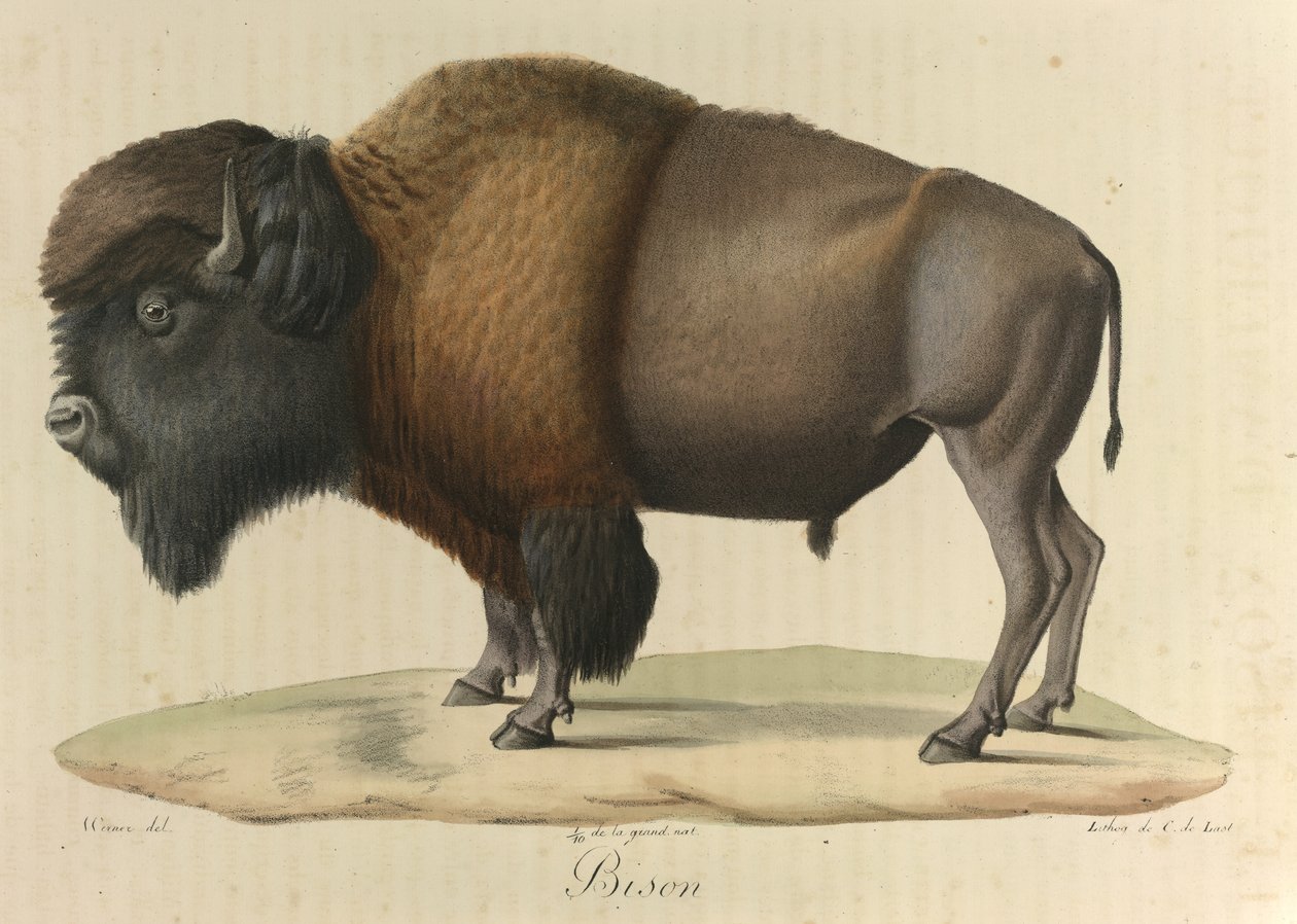 Bison, aus 