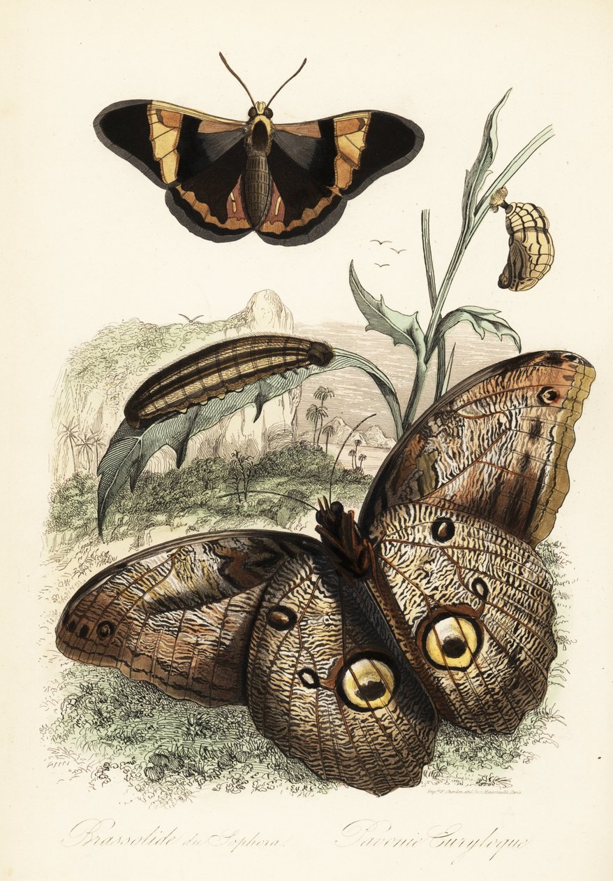 Brassolis sophorae Schmetterling, Puppe und Raupe von French School