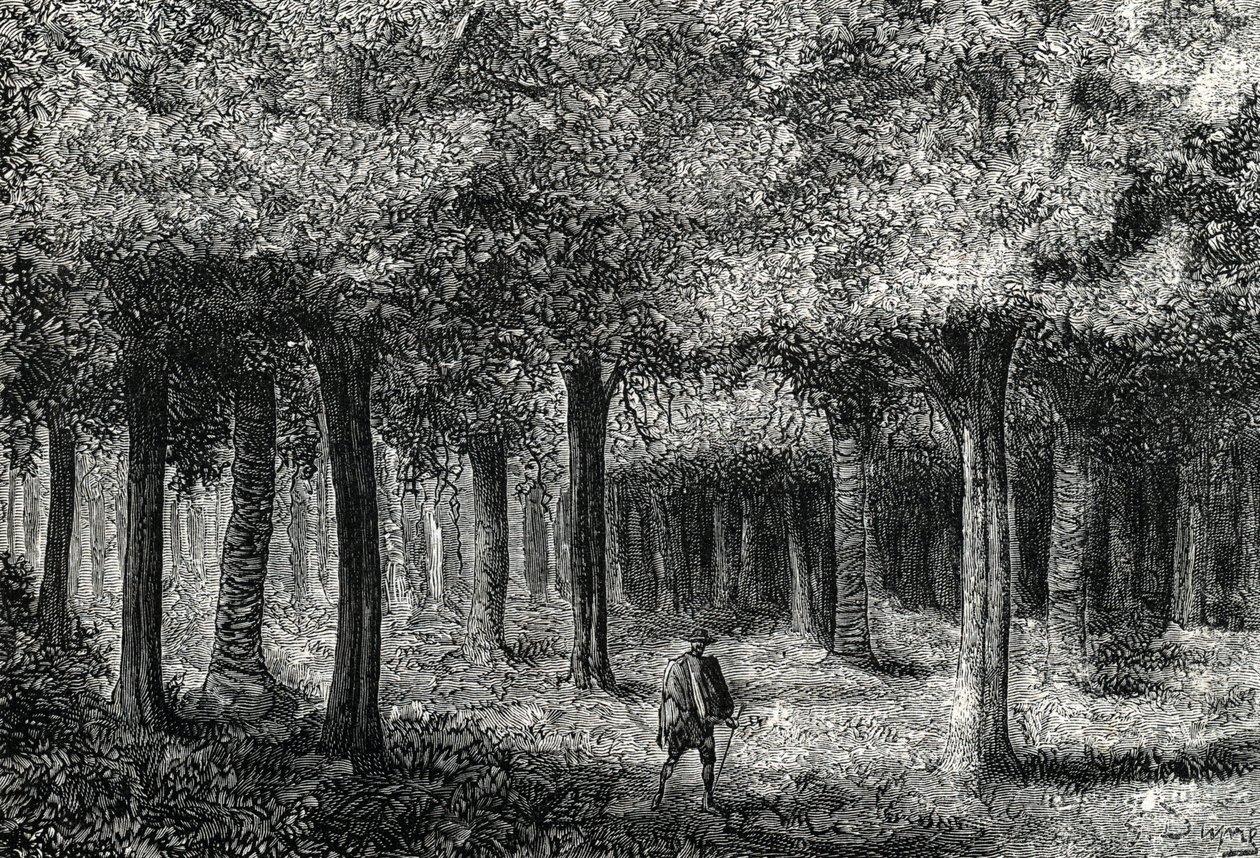 Chinarindenbaumwald zur Gewinnung von Chinarinde zur Malariabehandlung, Peru, 1888 von French School