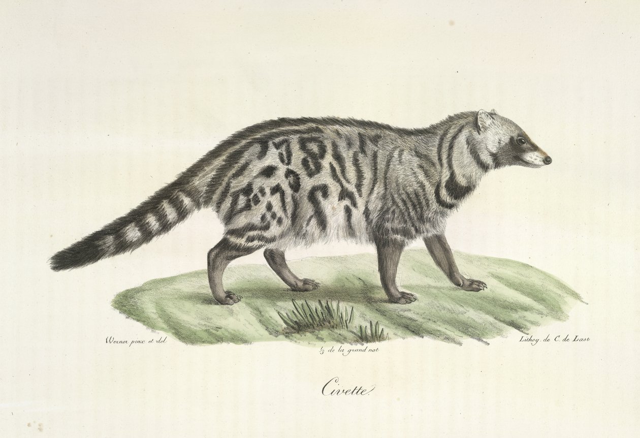 Zibetkatze, aus Histoire Naturelle des Mammifères von French School