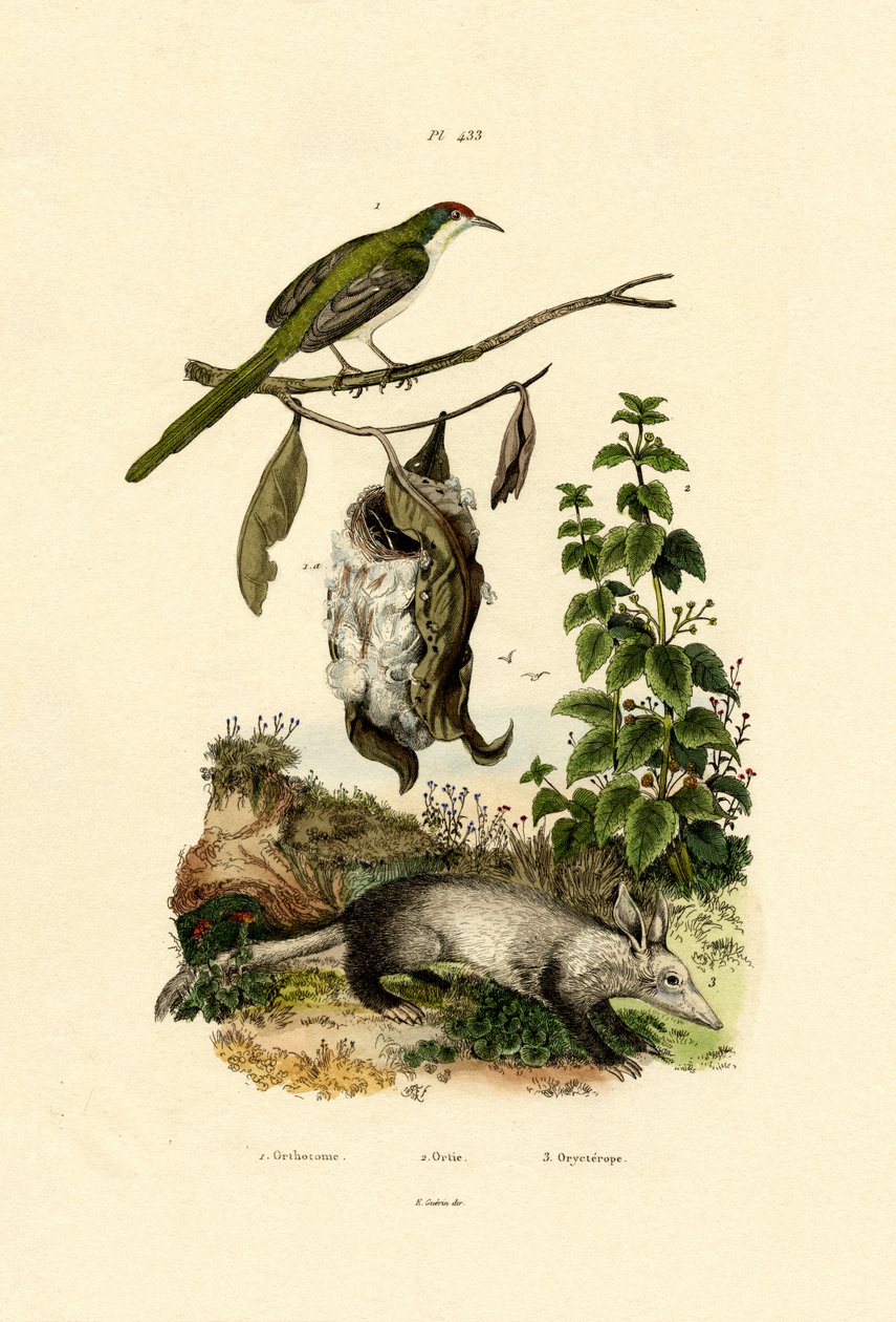 Schneidervogel von French School