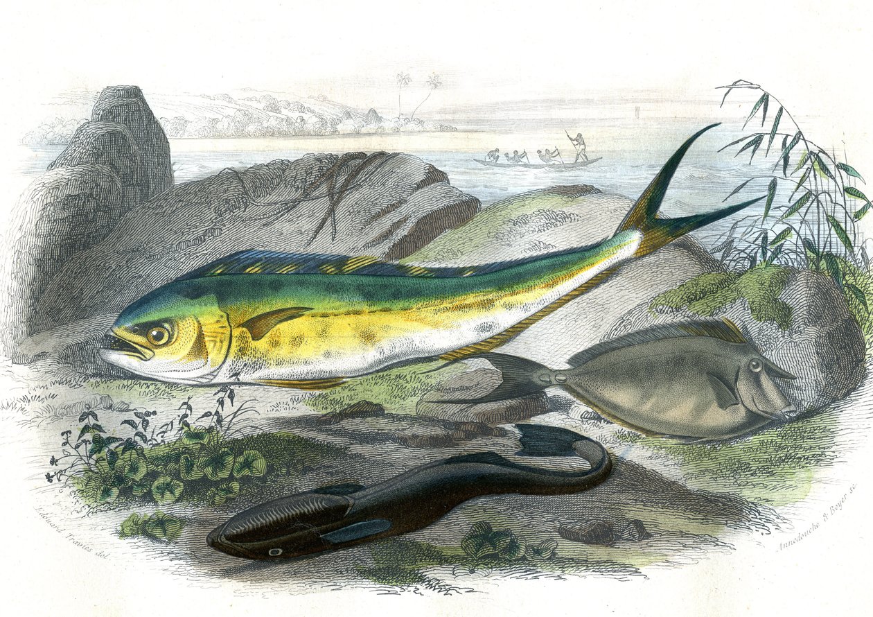 Coryphene Hippurus (Coryphene Goldbrasse, Chamäleonfisch) - Unten: Echeneis Remora und der Nason Licornet - Tafel aus der Naturgeschichte von Bernard Germain de Lacepede (1856-1925), Ausgabe P.Furme, Paris von French School