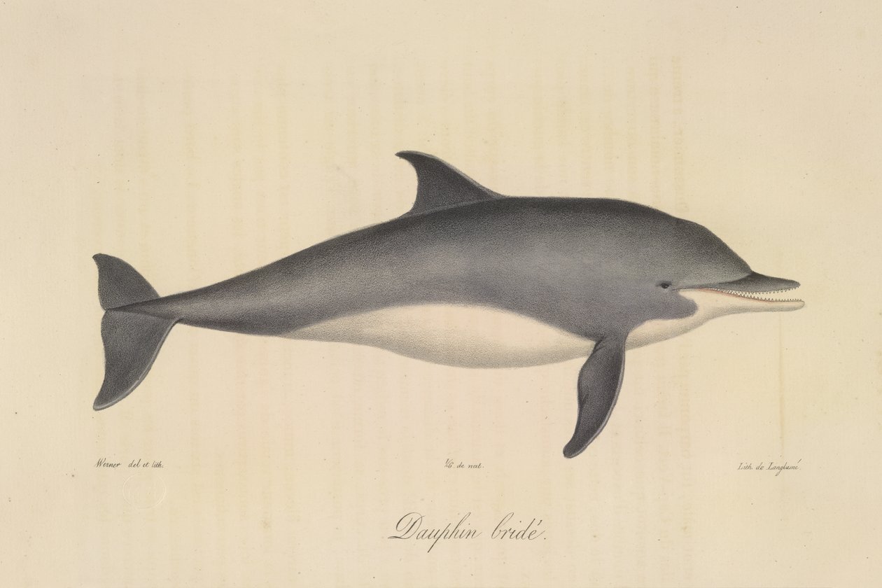 Dauphin bridé, aus Histoire Naturelle des Mammifères (Farblithographie) von French School