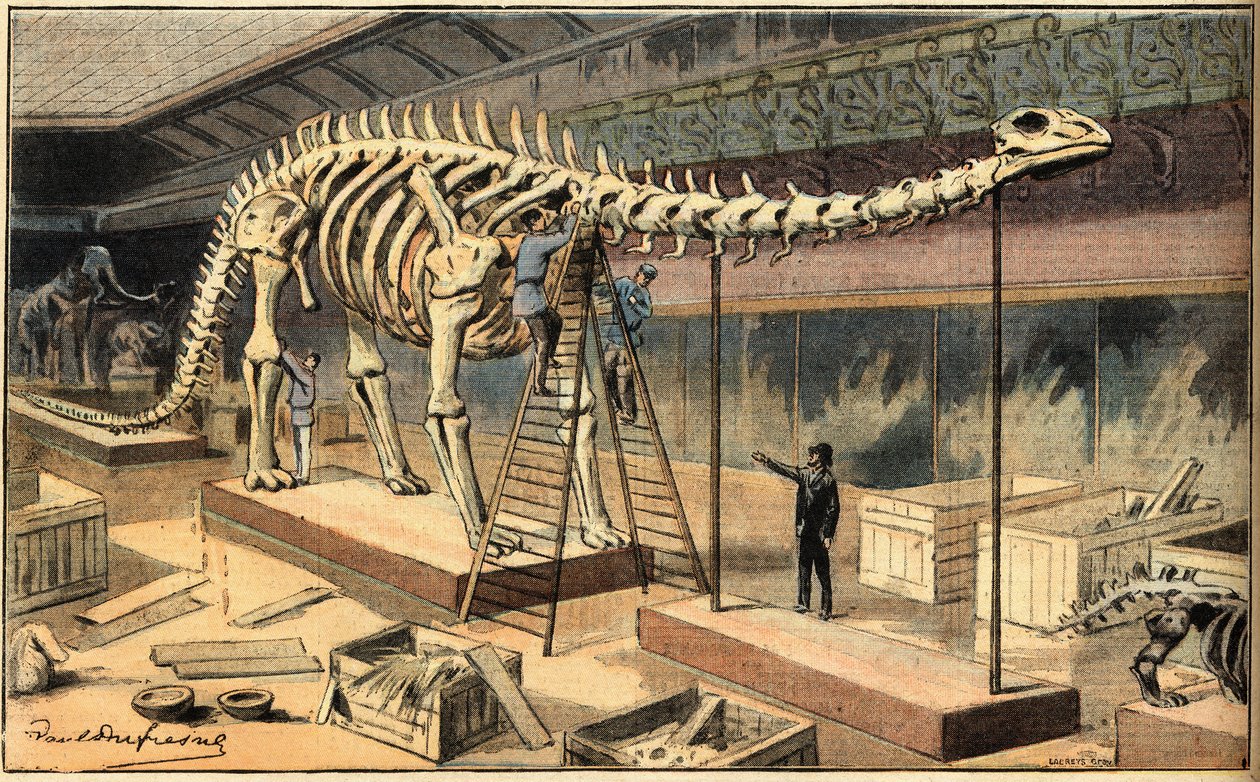 Diplodoco 738 Diplodocus Stock Photos, High Res Pictures, And Images