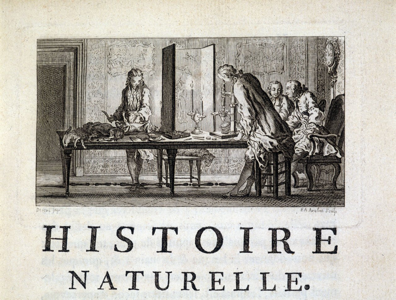 Dissektion der Tiere - in „Histoire naturelle, générale et particulière“ von Buffon von French School
