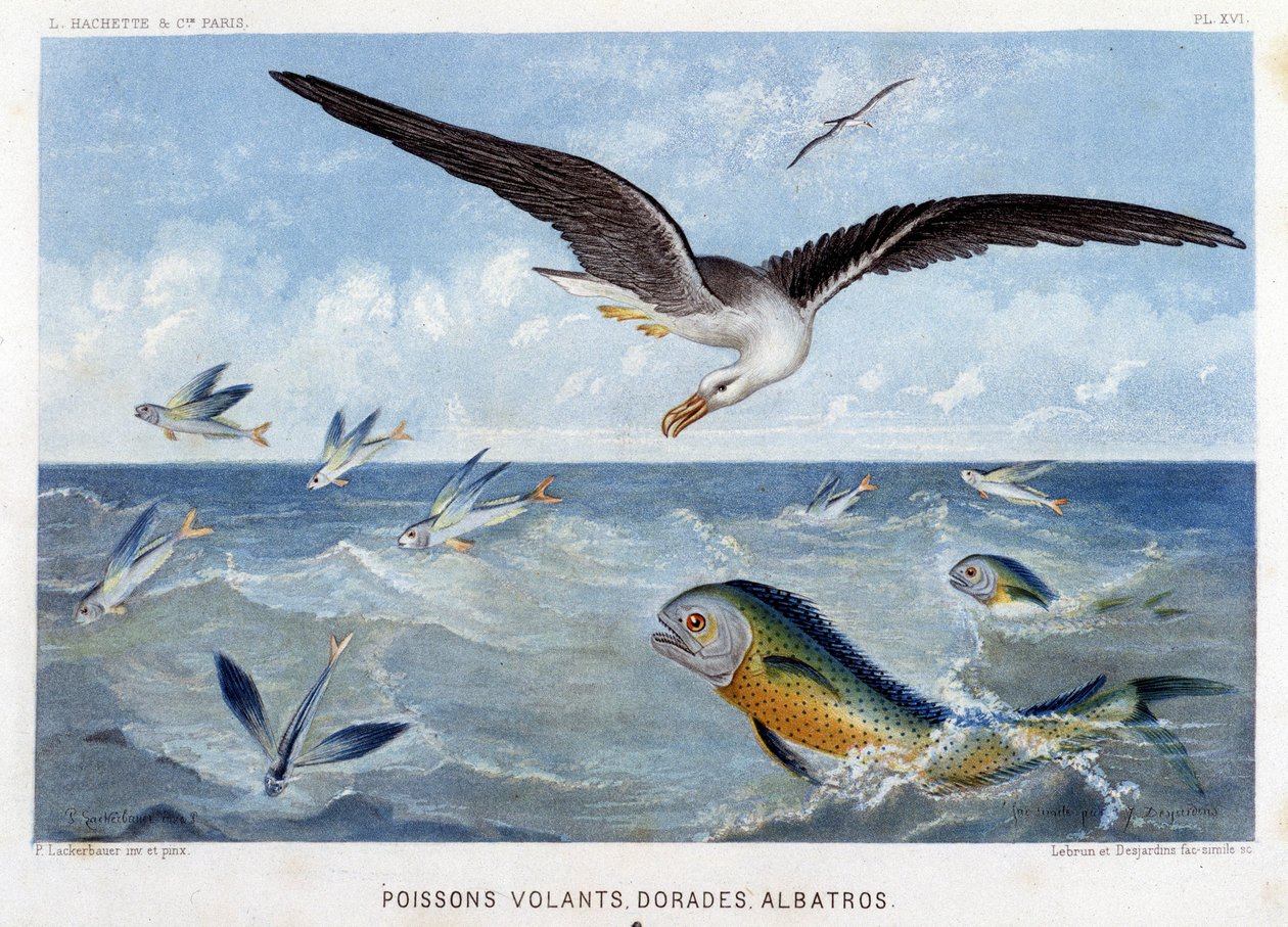 Doraden, fliegende Fische, Albatros - in „Le Monde de la Mer“ von Alfred Fredol. ed. Paris, Hachette. von French School