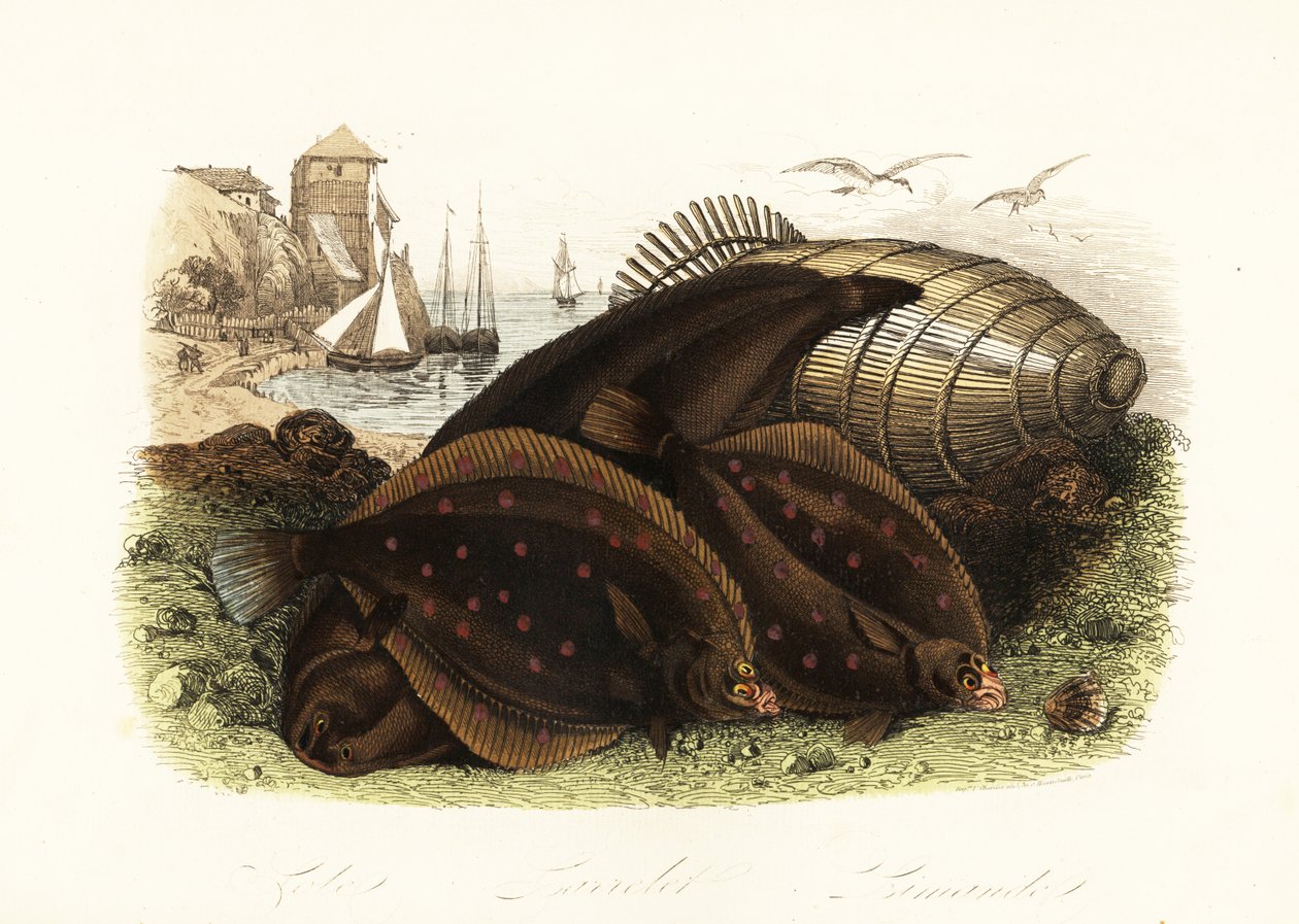 Seezunge, Solea solea, Europäische Scholle, Pleuronectes platessa, und Kliesche, Limanda limanda, am Strand mit einer Fischfalle, Fischerboote im Hintergrund von French School