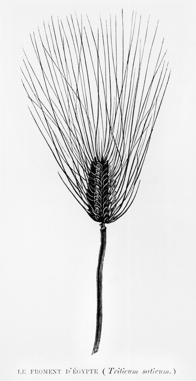 Ägyptischer Weizen, Illustration aus LEgypte von Georges Ebers (1837-98) veröffentlicht in Paris, 1880 von French School