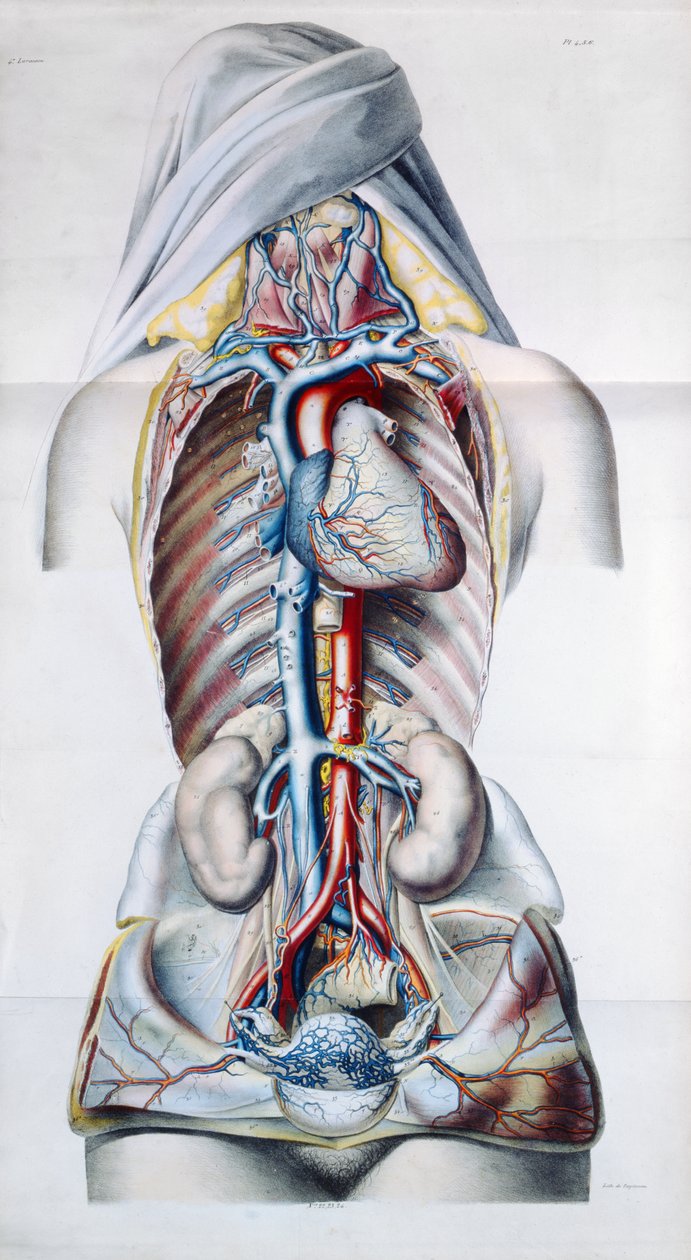 Exanthemata, aus Traite Theorique et Pratique des Maladies de la Peau von Pierre Francois Olive Rayer (1793-1867) 1835 von French School