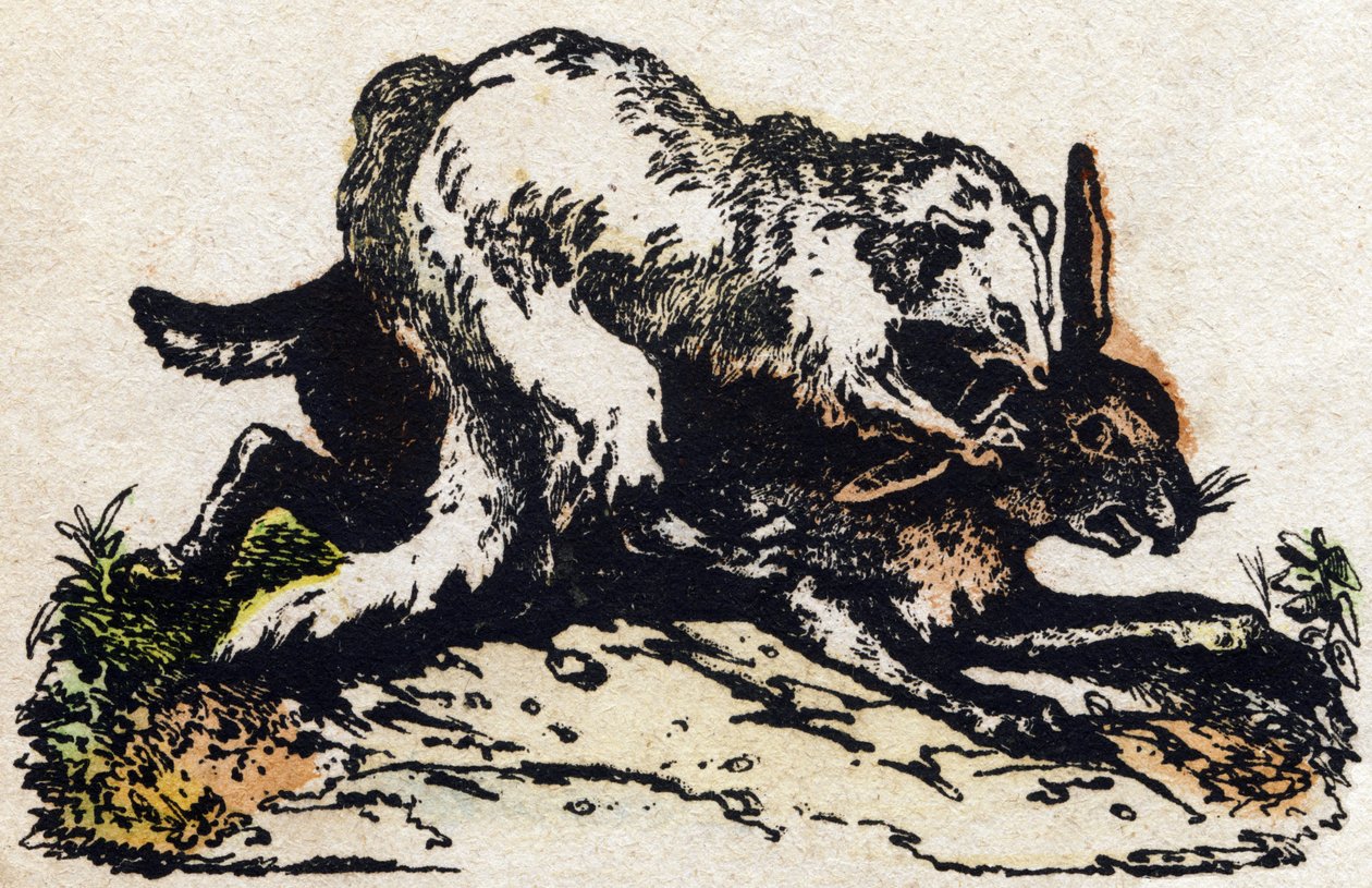 Frettchen. Gravur in "Alphabet der wilden Tiere". 9. Serie. Bildersammlung von Epinal, Pellerin, Drucker-Verleger, um 1870 von French School