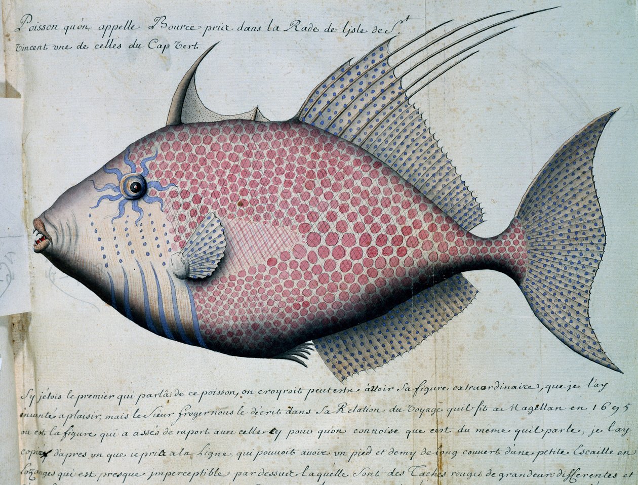 Fisch namens Bource, Insel Sao Vicente, Kap Verde, aus dem Logbuch von Jacques Gouin de Beauchesne von French School