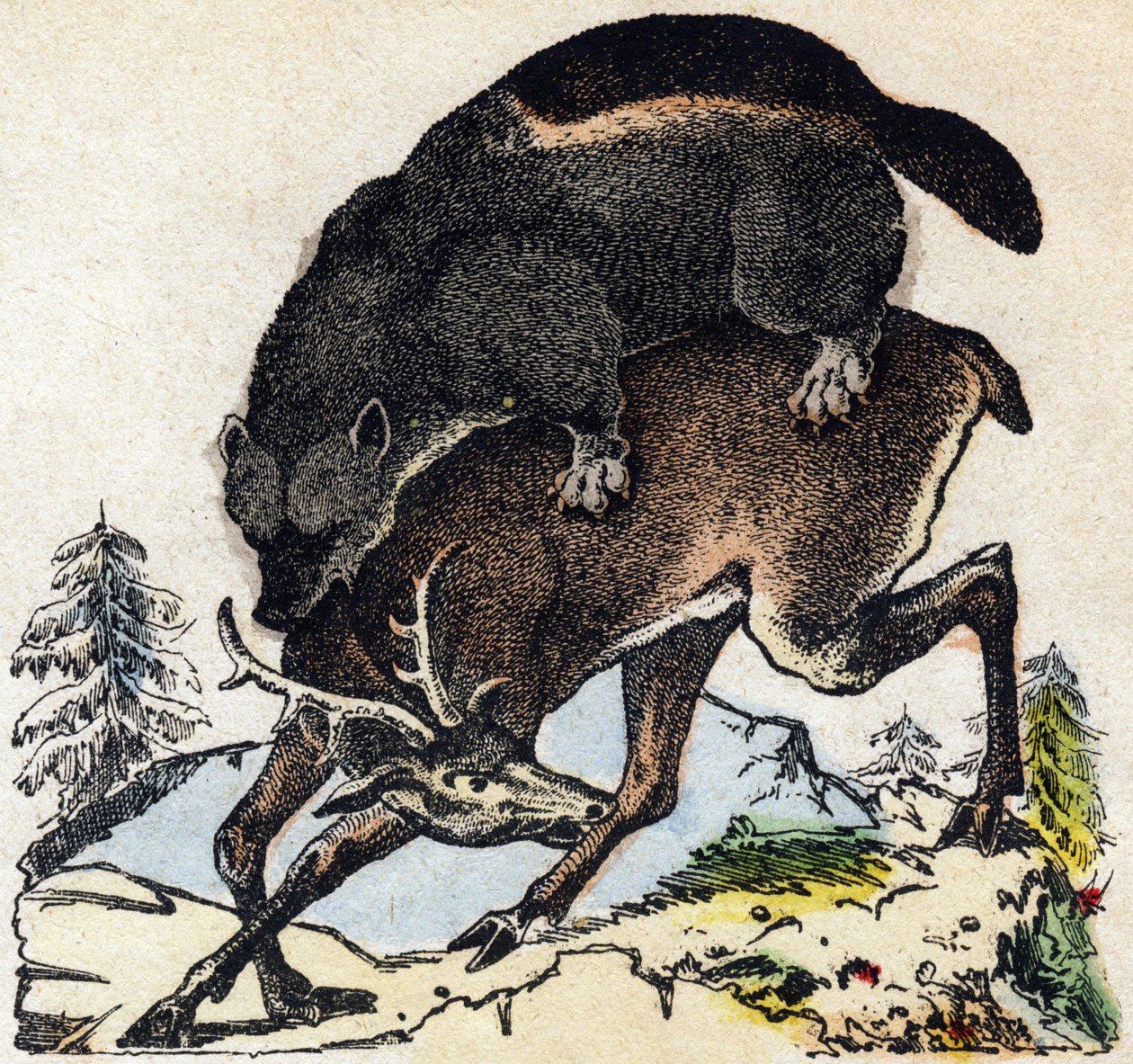Vielfraß. Gravur in „Alphabet der wilden Tiere“. 9. Serie. Bildsprache von Epinal, Pellerin, Drucker-Verleger, um 1870. Holzschnitte, schabloniert. 16 Seiten. Private Sammlung von French School