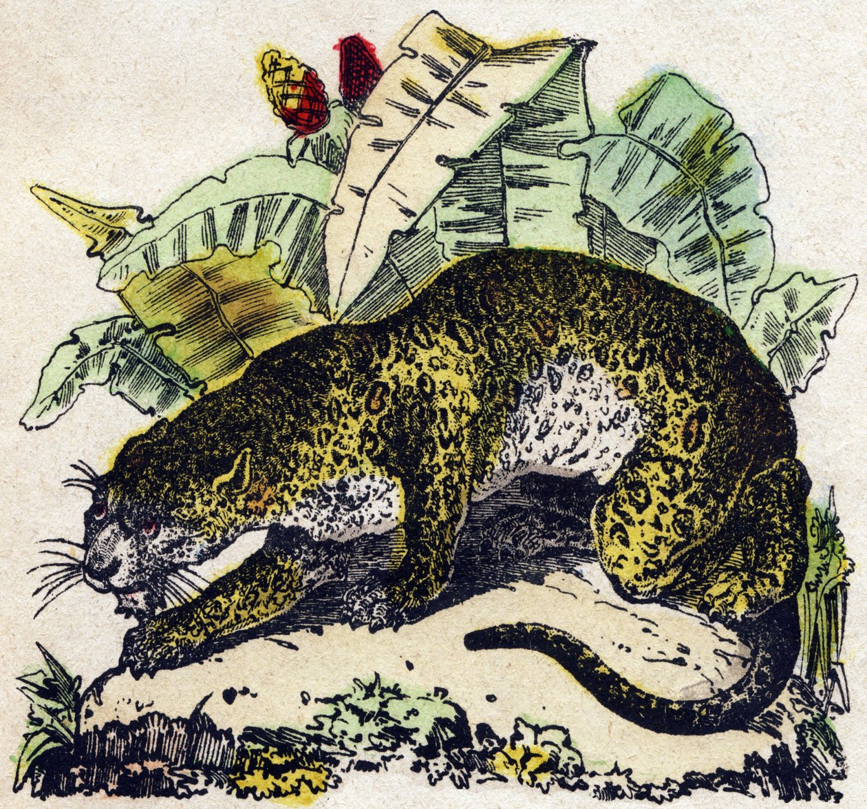Jaguar. Gravur in „Alphabet der wilden Tiere“. 9. Serie. Bildersammlung von Epinal, Pellerin, Drucker-Verleger, um 1870. Holzschnitte, schabloniert. 16 Seiten. Dim: 20 x 15 cm. Private Sammlung von French School