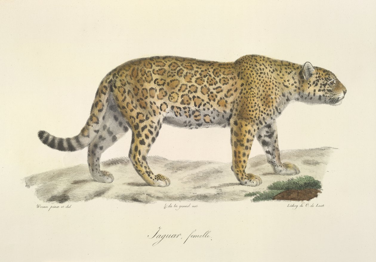 Jaguar, Weibchen, aus Histoire Naturelle des Mammifères von French School
