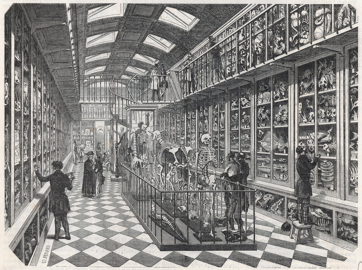 Die Pariser Medizinische Fakultät - die Galerie der vergleichenden Anatomie - Gravur in „Tableau-de-Paris“ von Edmond Texier 1852. von French School