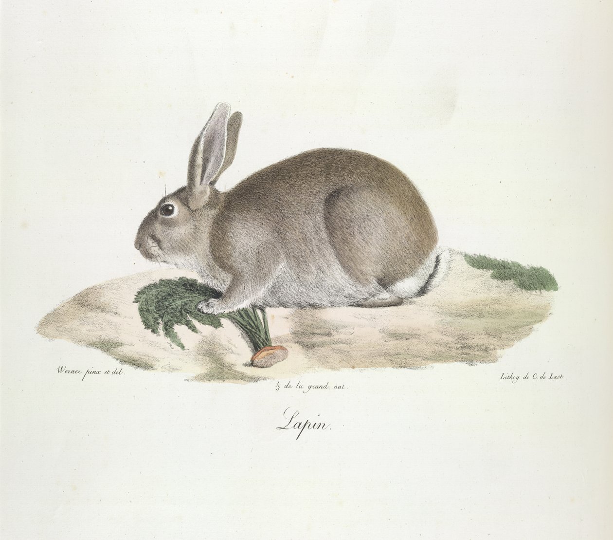 Lapin, Kaninchen, aus Histoire Naturelle des Mammifères (Farblithographie) von French School