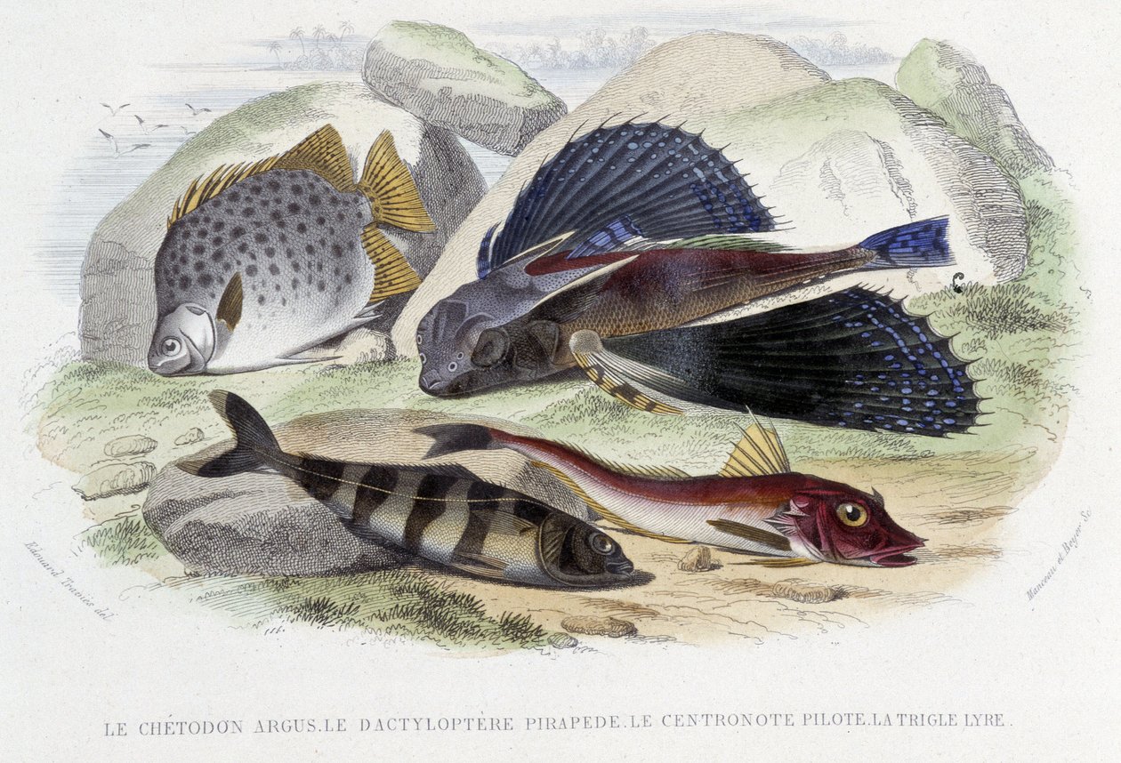 Der Chétodon Argus, der Tyloptera Pirapède, der Centronote Pilot, die Trigle Lyre - in „Histoire Naturelle“ von Lacépède, Hrsg. Furne, Paris von French School