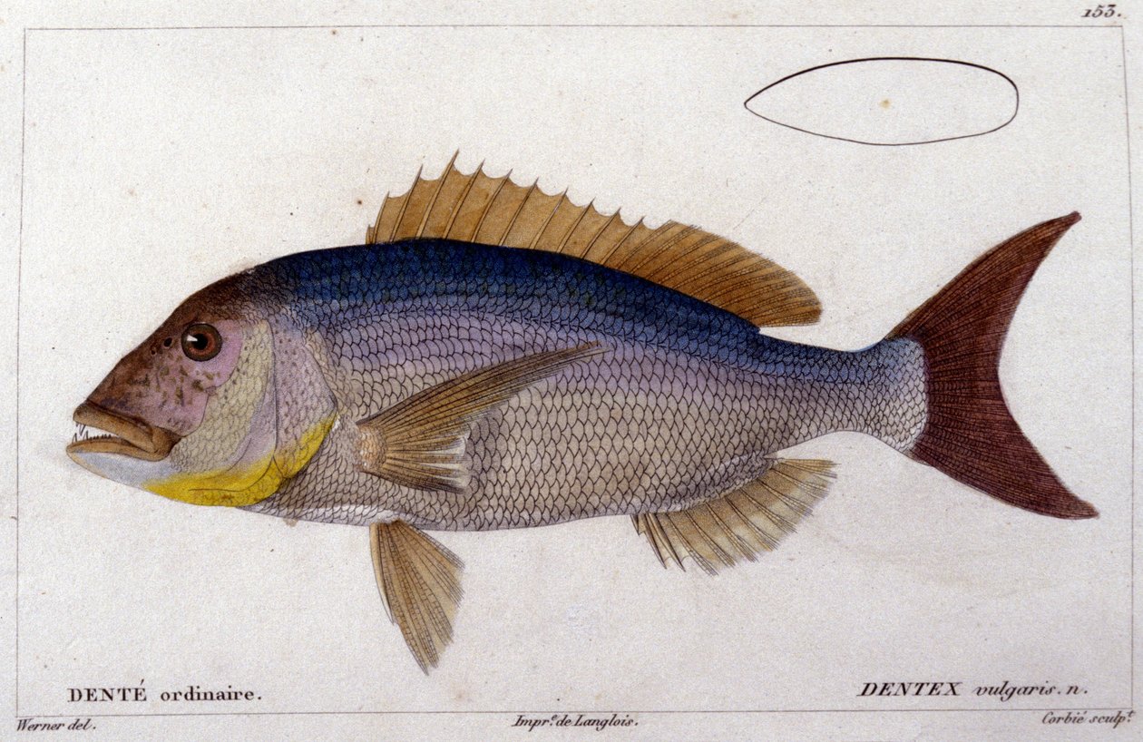 Le dentex nach „Histoire naturelle des poissons“ von Cuvier, Valenciennes, Paris von French School