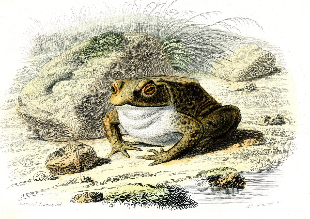 Die Kröte (Bufo vulgaris) - Tafel aus der Naturgeschichte von Bernard Germain de Lacepede (1856-1925), Ausgabe P.Furme, Paris von French School