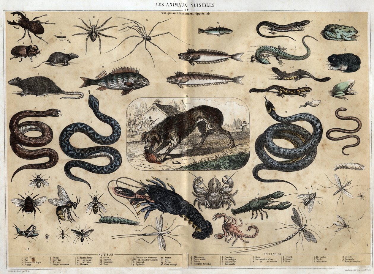Les animaux nuisibles. Gravur von 1860 in „les Recreations instructives“ Synoptisches Gemälde von Jules DELBRUCK. Private Sammlung von French School