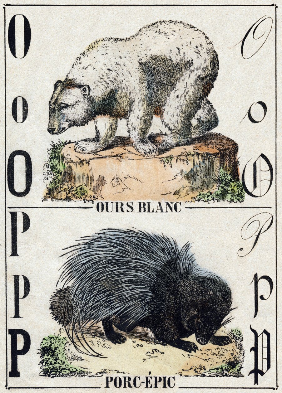 Buchstabe O Bär; P Stachelschwein. Gravur in "Alphabet des animaux sauvages". 9. Serie. Bilder von Epinal, Pellerin, Drucker-Verleger, um 1870. Holzschnitte, schabloniert. 16 Seiten. Dim: 20 x 15 cm. Private Sammlung. von French School