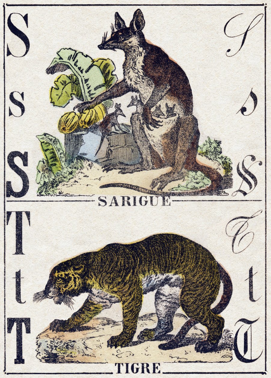Buchstabe S Sarigue (Opossum); T Tiger. Gravur in „Alphabet der wilden Tiere“. 9. Serie. Bildsprache von Epinal, Pellerin, Drucker-Verleger, um 1870. Holzschnitte, schabloniert. 16 Seiten. Private Sammlung von French School