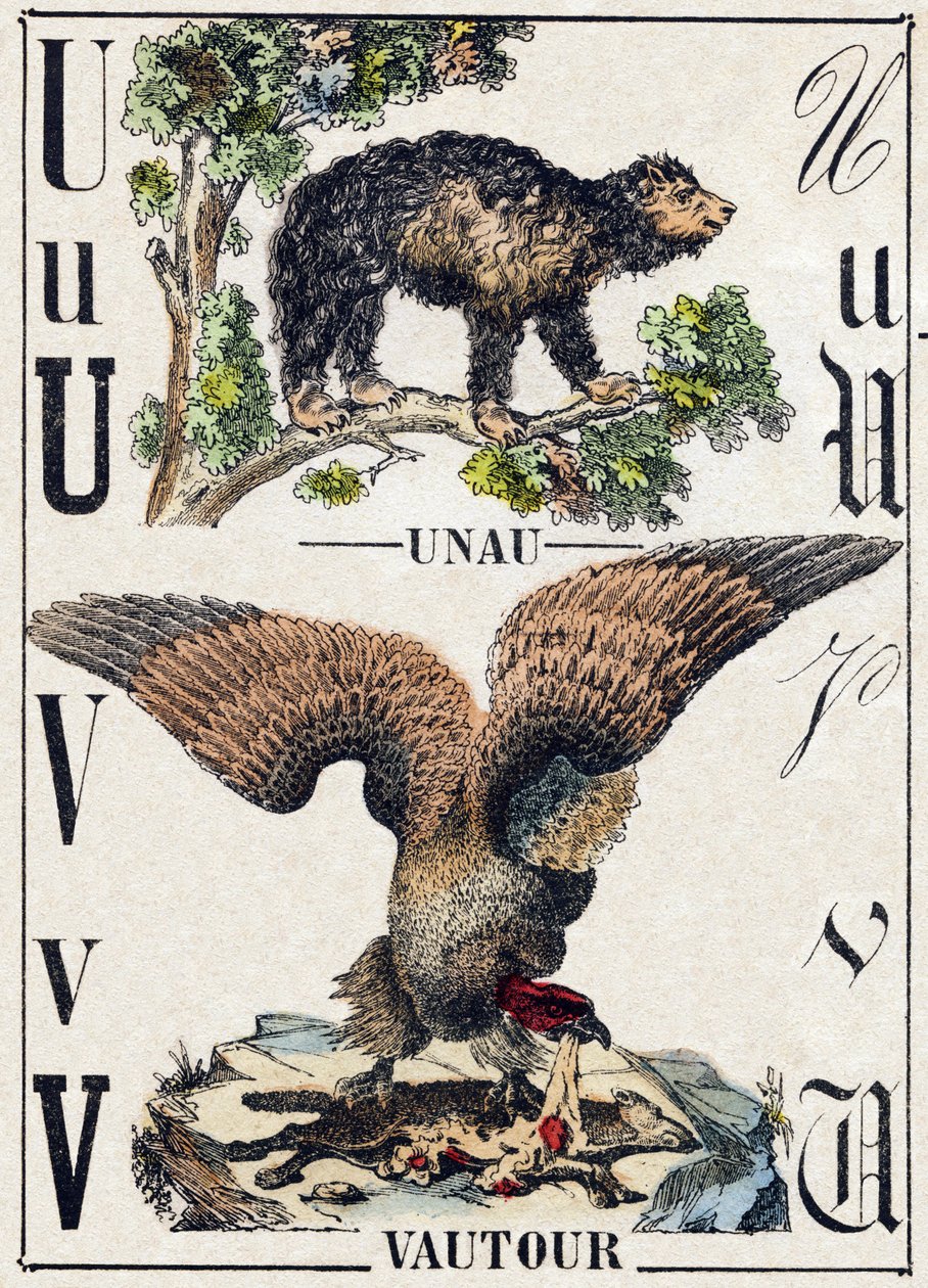 Buchstabe U Unau (Faultier); V Geier. Gravur in „Alphabet der wilden Tiere“. 9. Serie. Bildsprache von Epinal, Pellerin, Drucker-Verleger, um 1870. Holzschnitte, schabloniert. 16 Seiten. Private Sammlung von French School